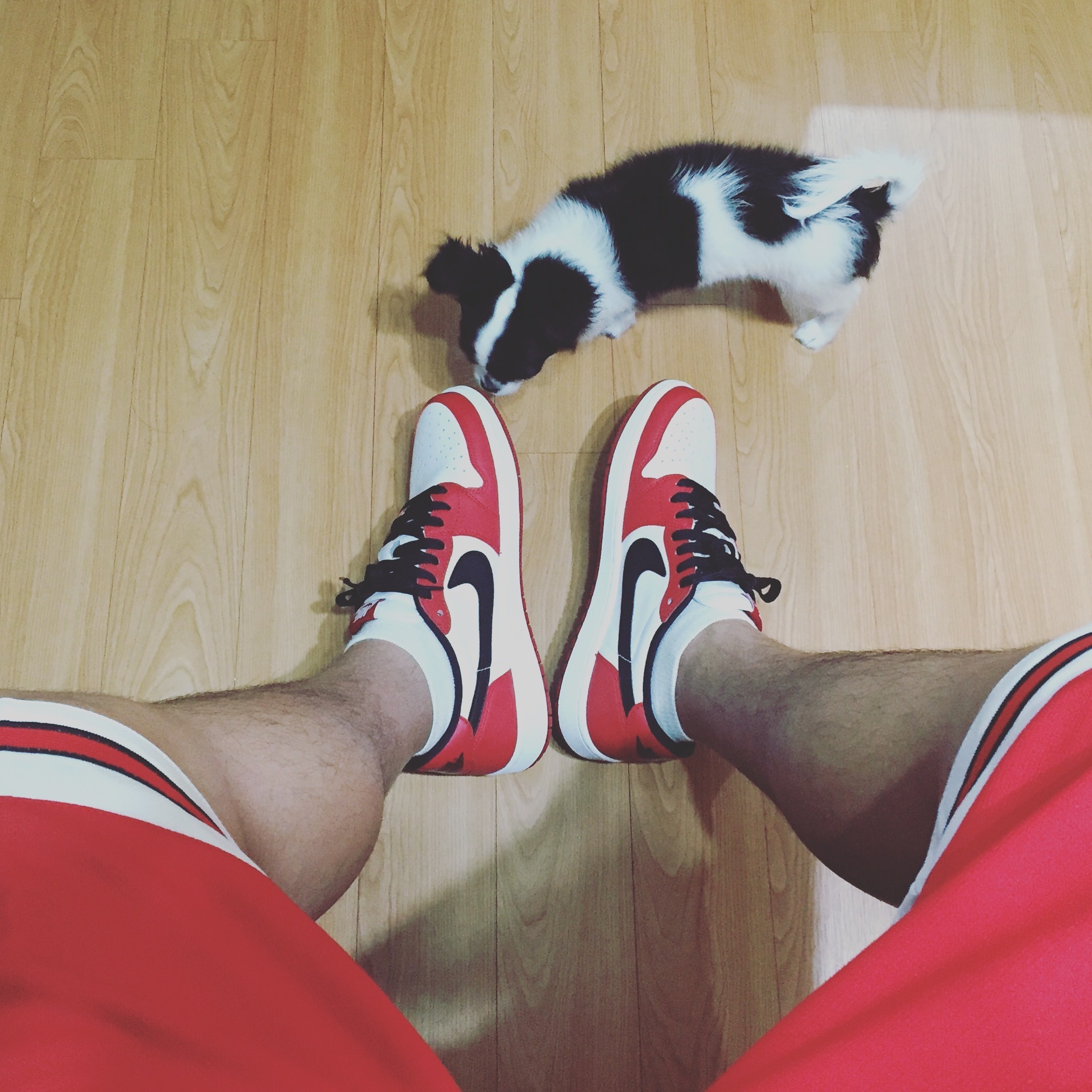Jordan 1 Retro Low OG Chicago 2016 착용 스타일