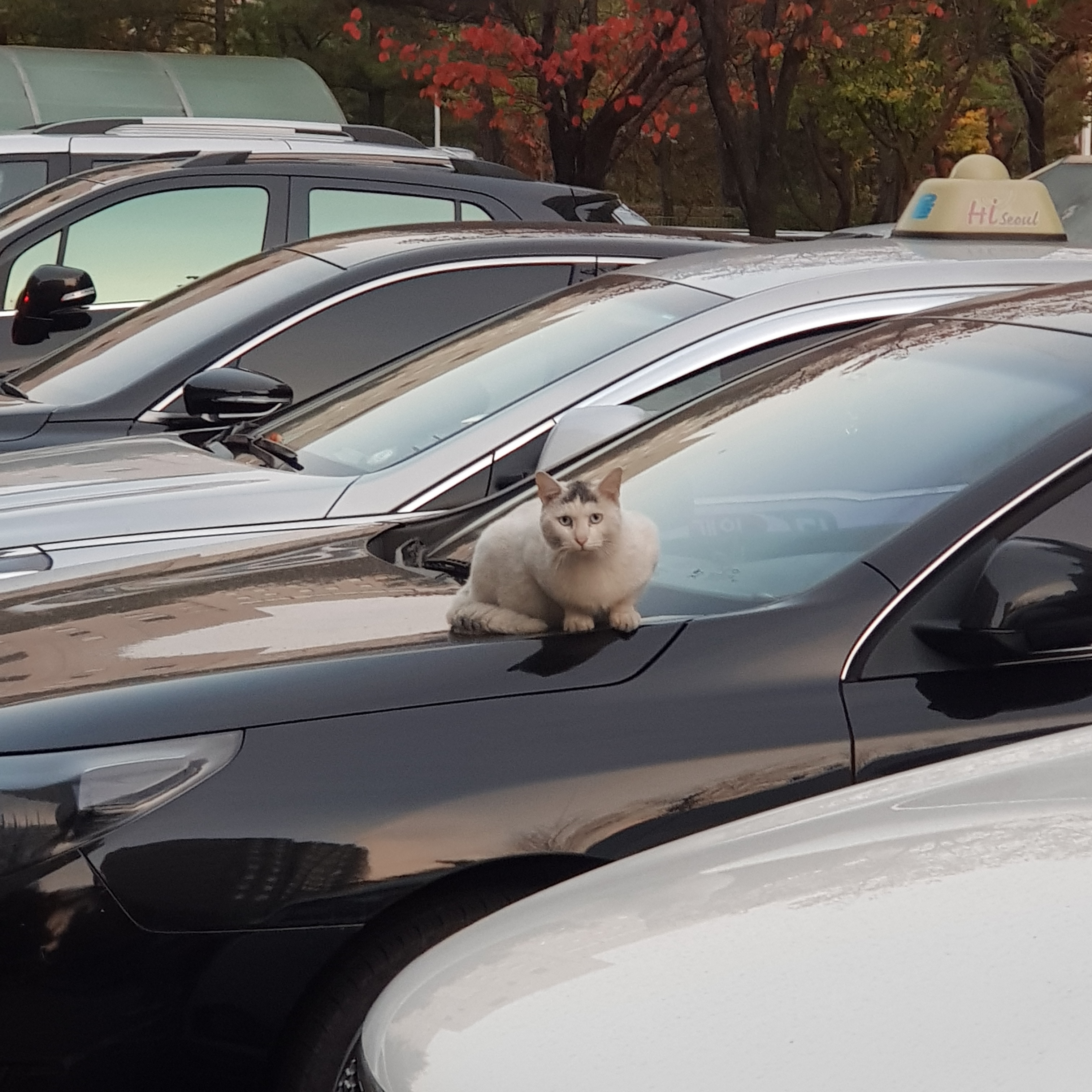 Jordan 4 Retro OG White Cement 2016 착용 스타일 - 2