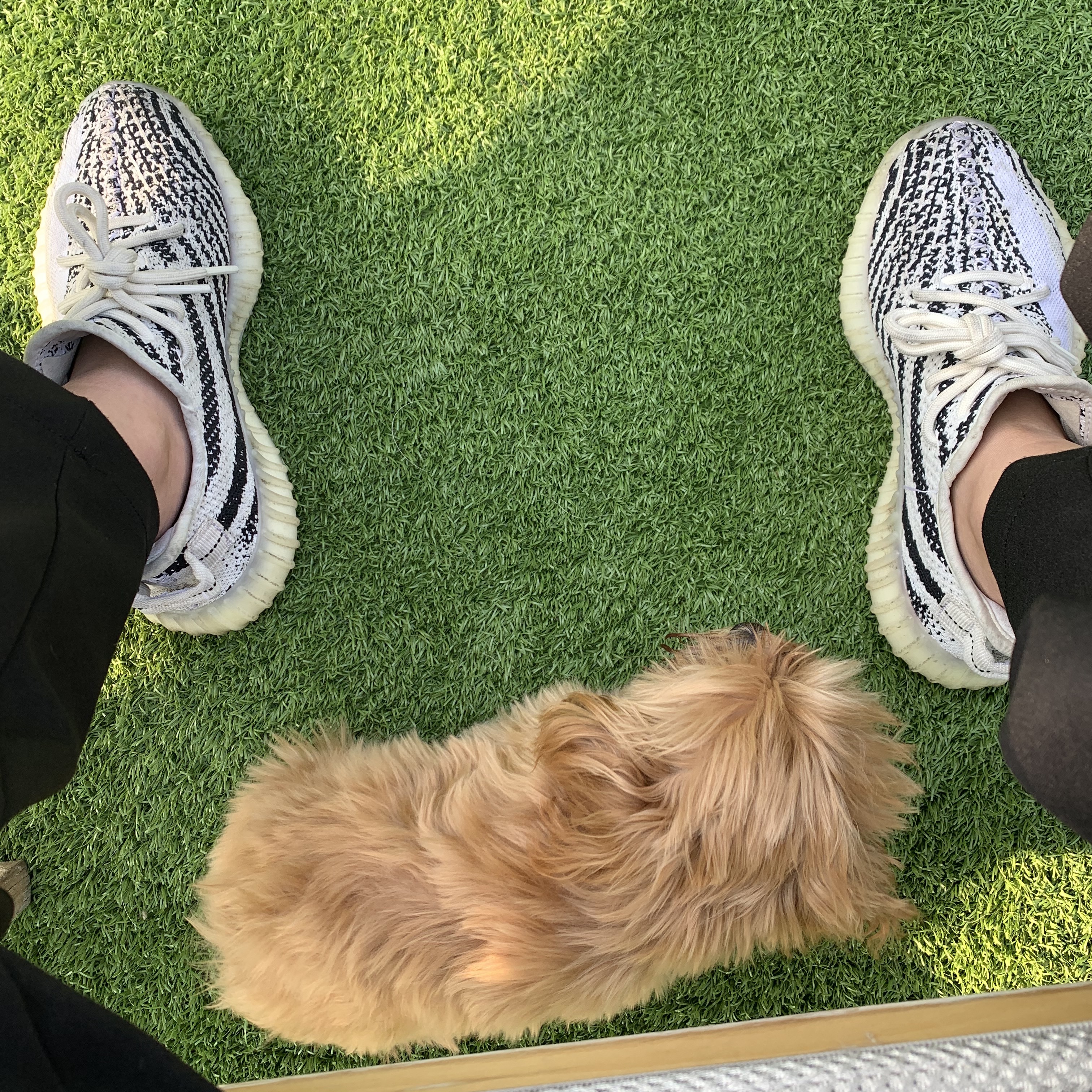 Adidas Yeezy Boost 350 V2 Zebra 2017/2019/2020 착용 스타일