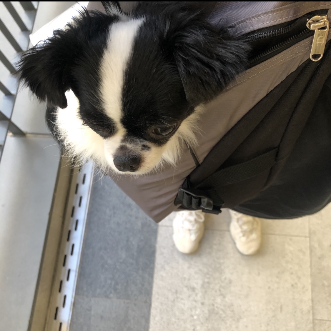Adidas Yeezy 500 Blush 2018 착용 스타일