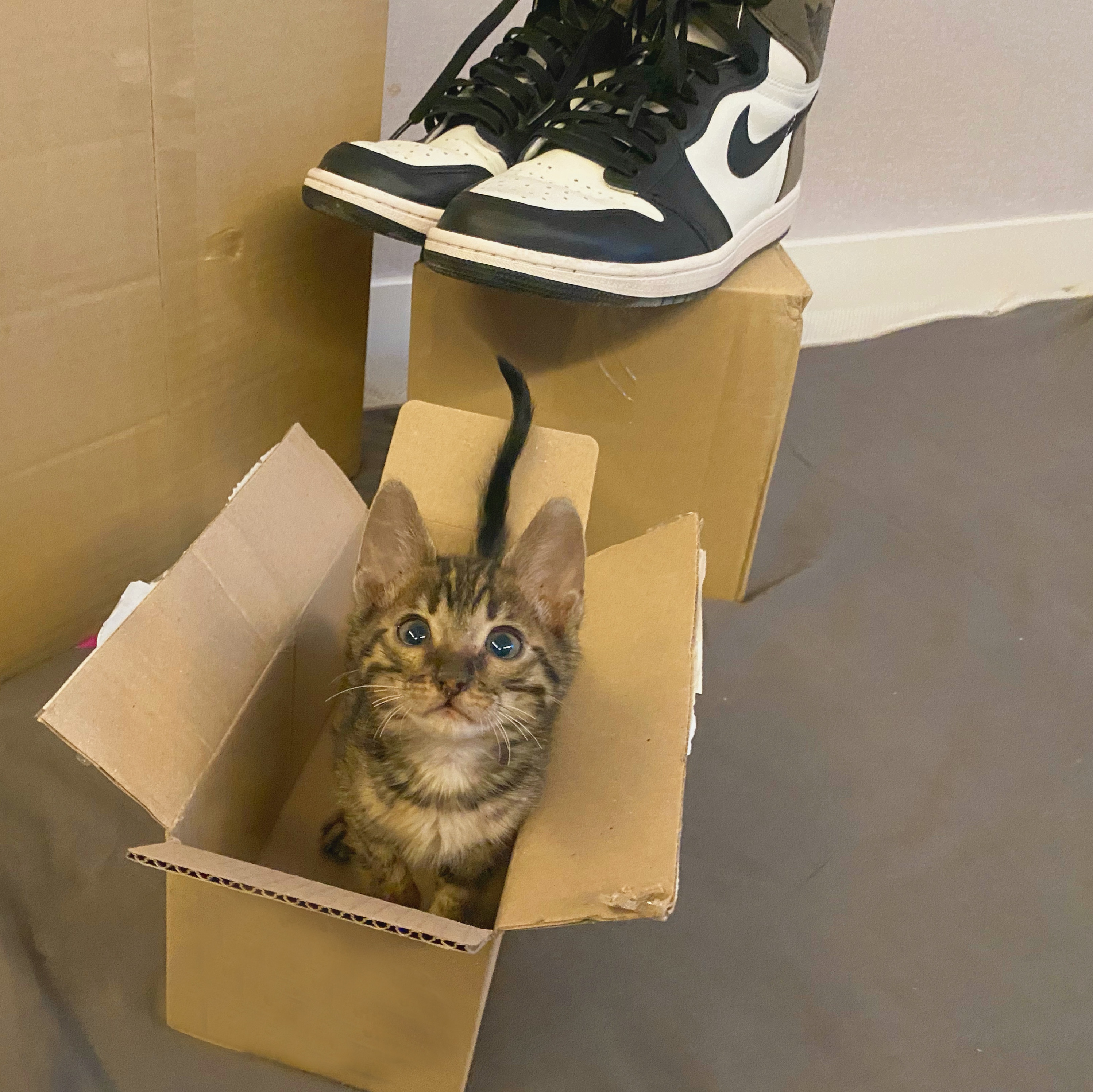Jordan 1 Retro High OG Black Mocha 착용 스타일