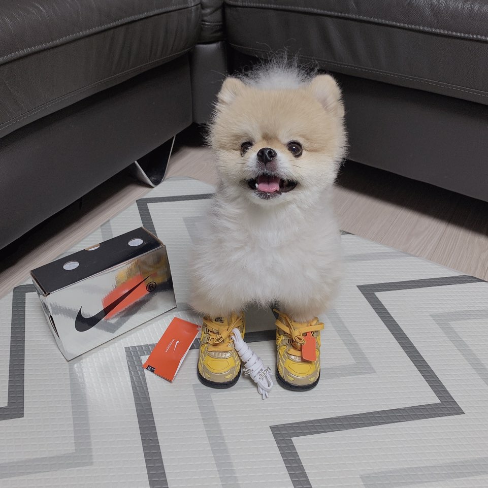 (TD) Nike x Off-White Air Rubber Dunk University Gold 착용 스타일