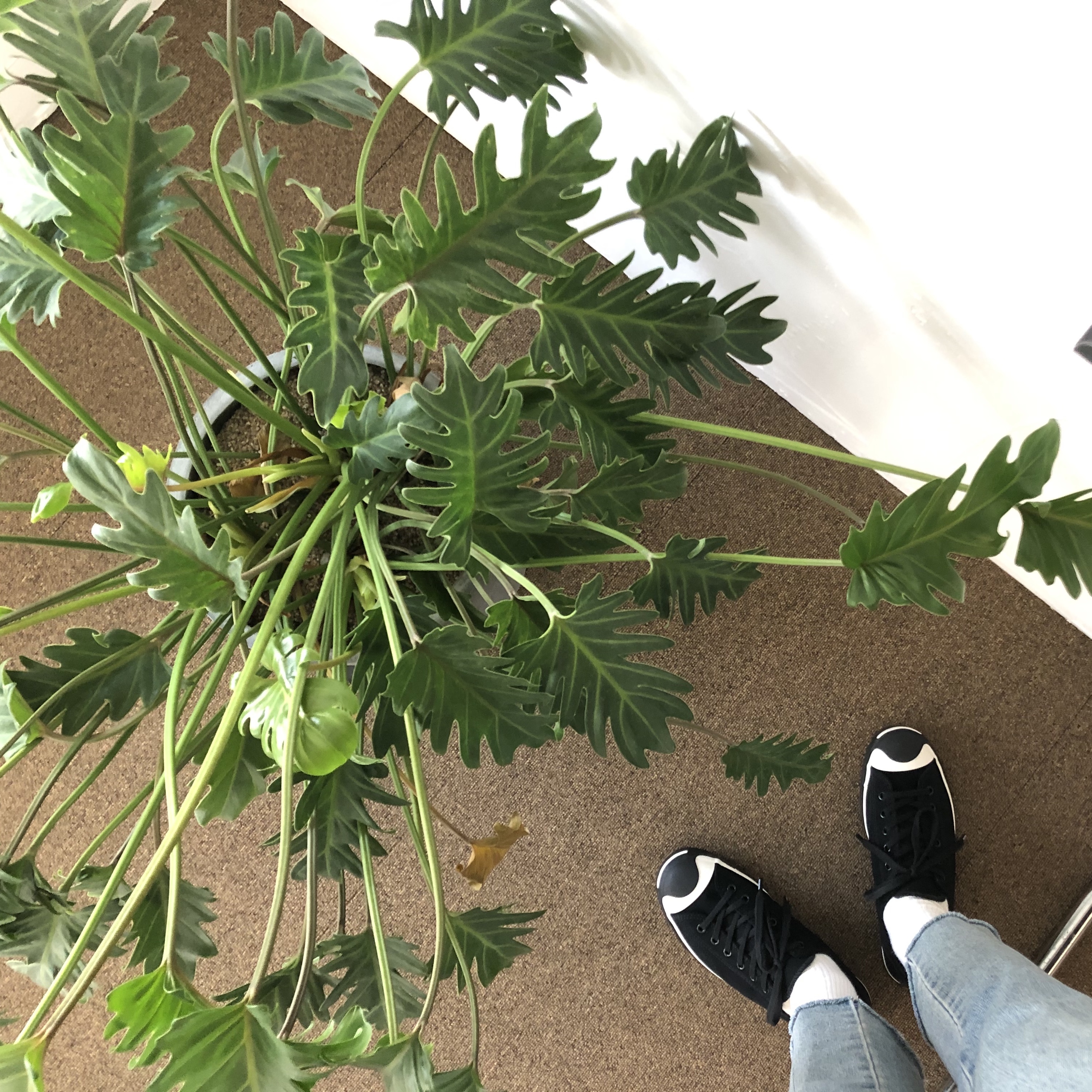 Converse x Neighborhood Jack Purcell Ox Motorcycle 착용 스타일 - 3