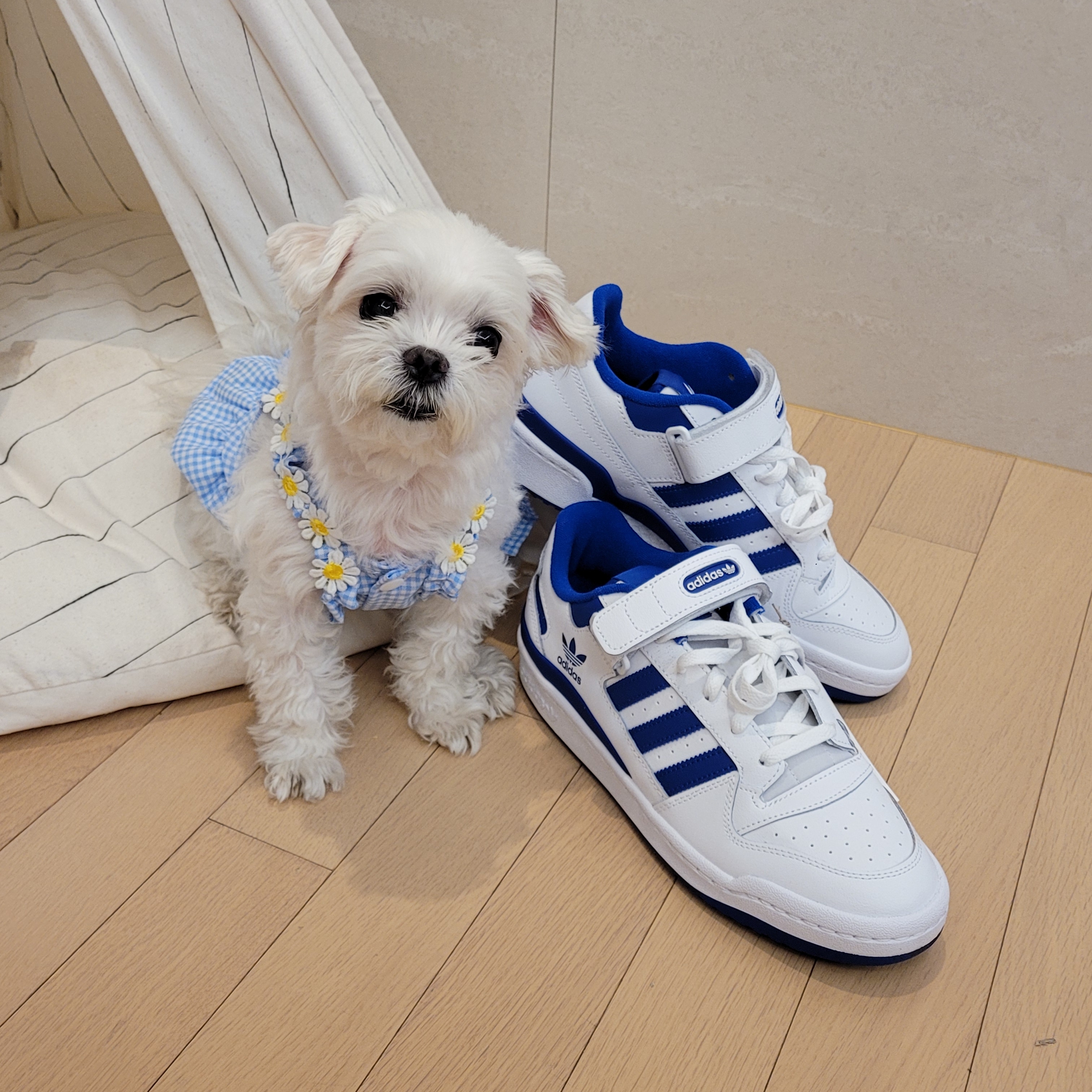 Adidas Forum Low White Royal Blue 착용 스타일 - 4