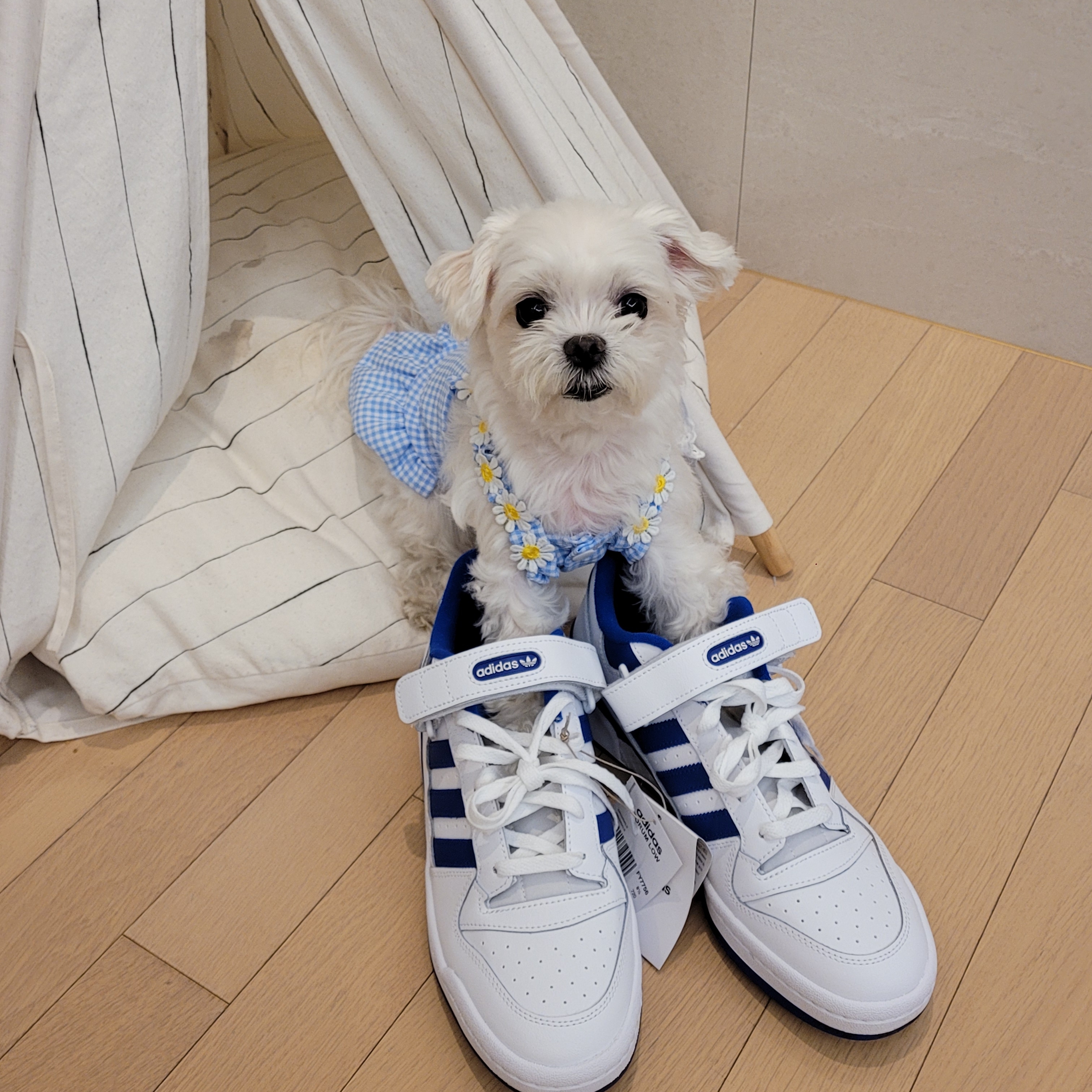 Adidas Forum Low White Royal Blue 착용 스타일 - 1