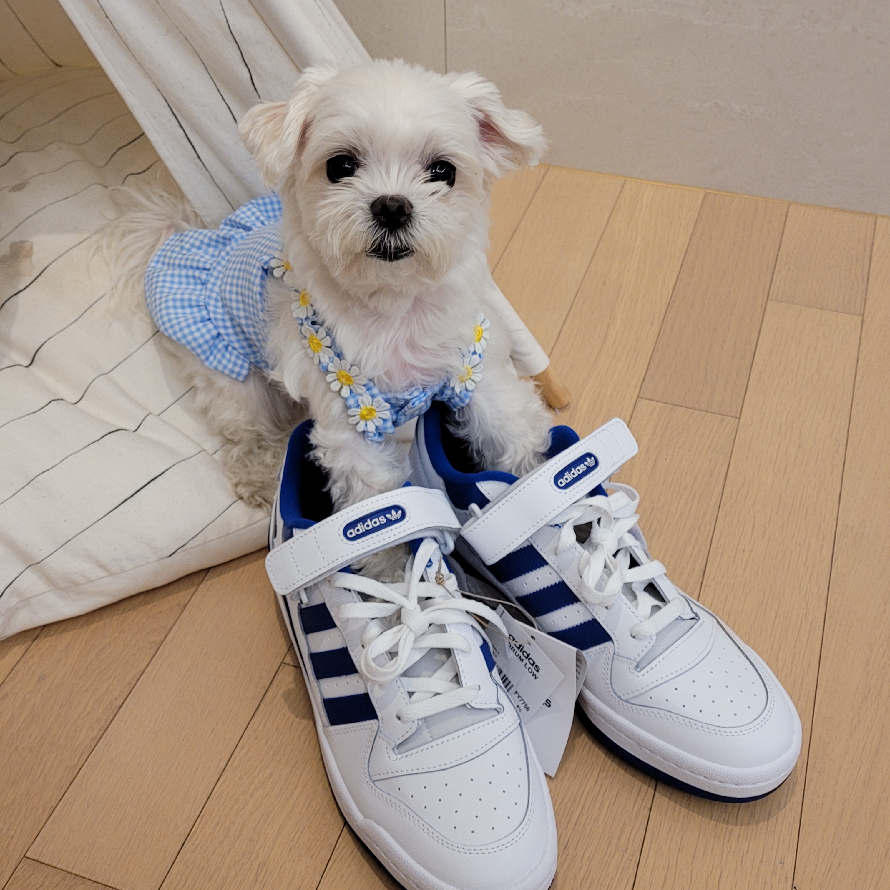 Adidas Forum Low White Royal Blue 착용 스타일 - 2
