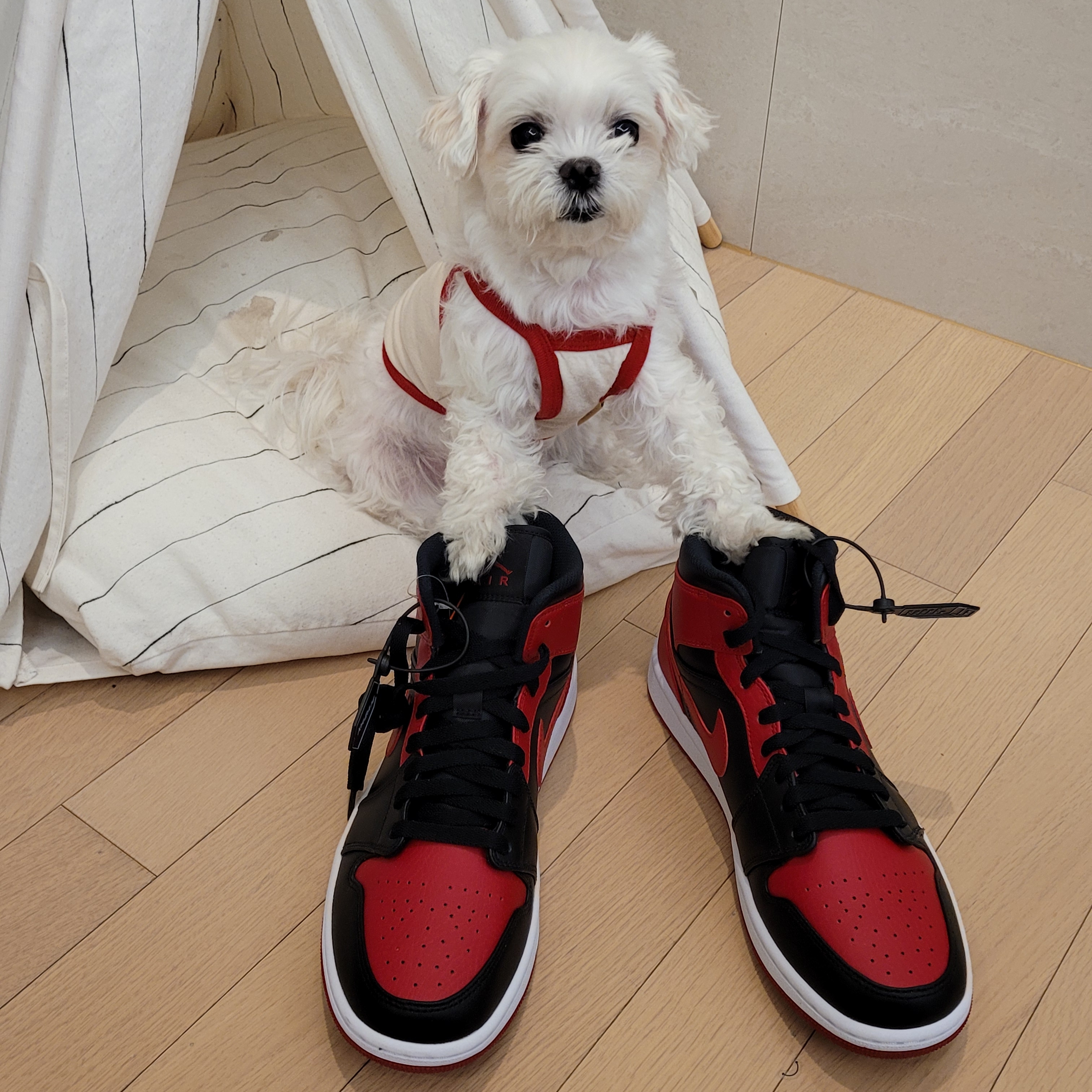 Jordan 1 Mid Bred Banned 2020 착용 스타일 - 2