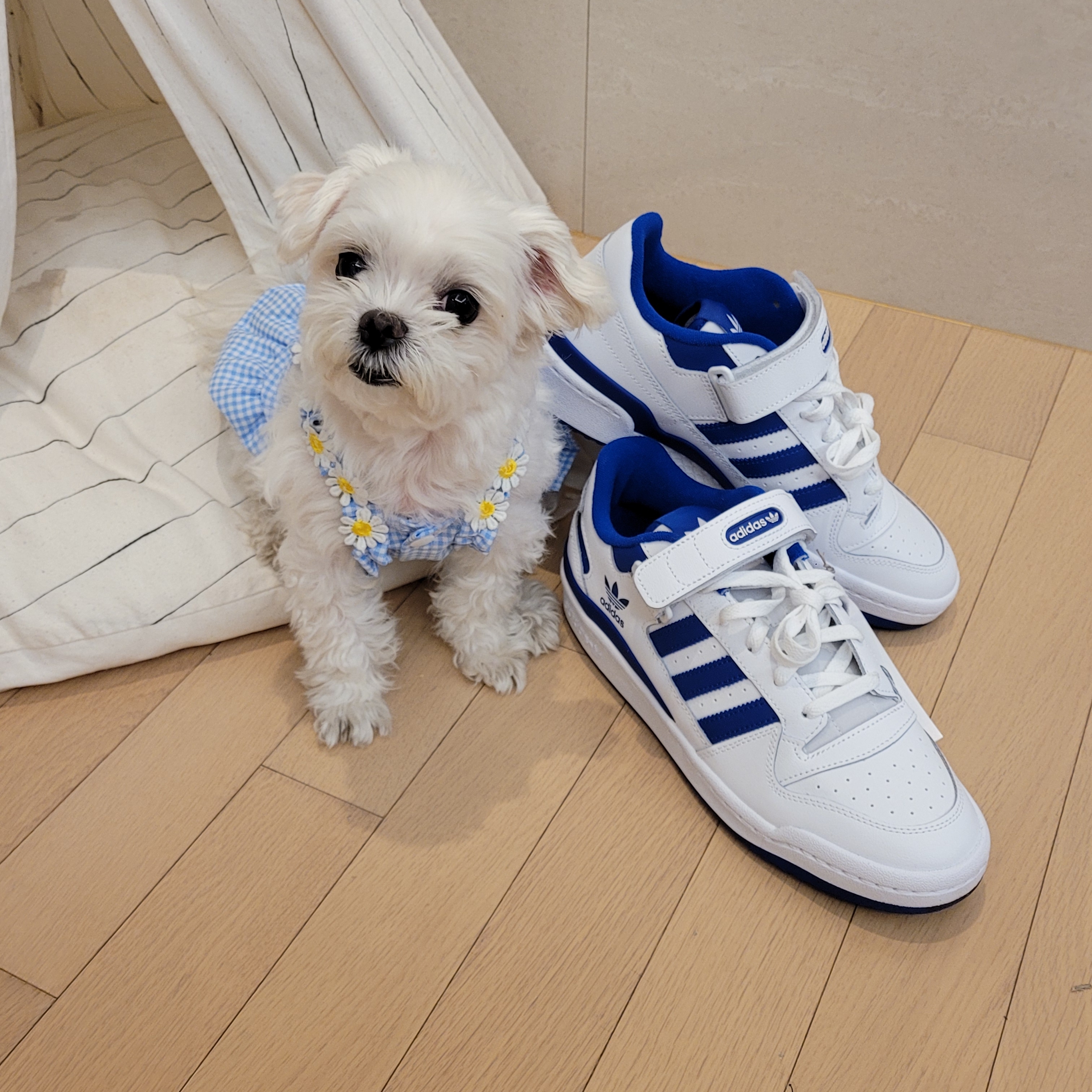 Adidas Forum Low White Royal Blue 착용 스타일 - 3