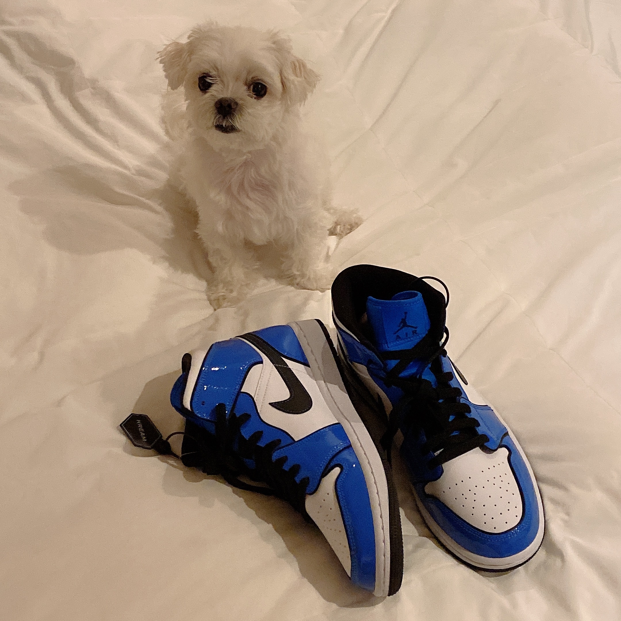 Jordan 1 Mid SE Signal Blue 착용 스타일 - 1