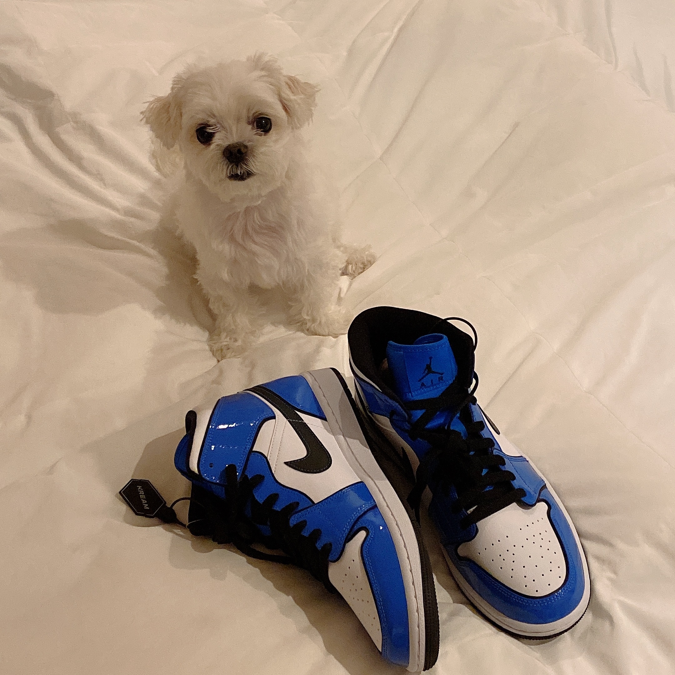 Jordan 1 Mid SE Signal Blue 착용 스타일 - 2