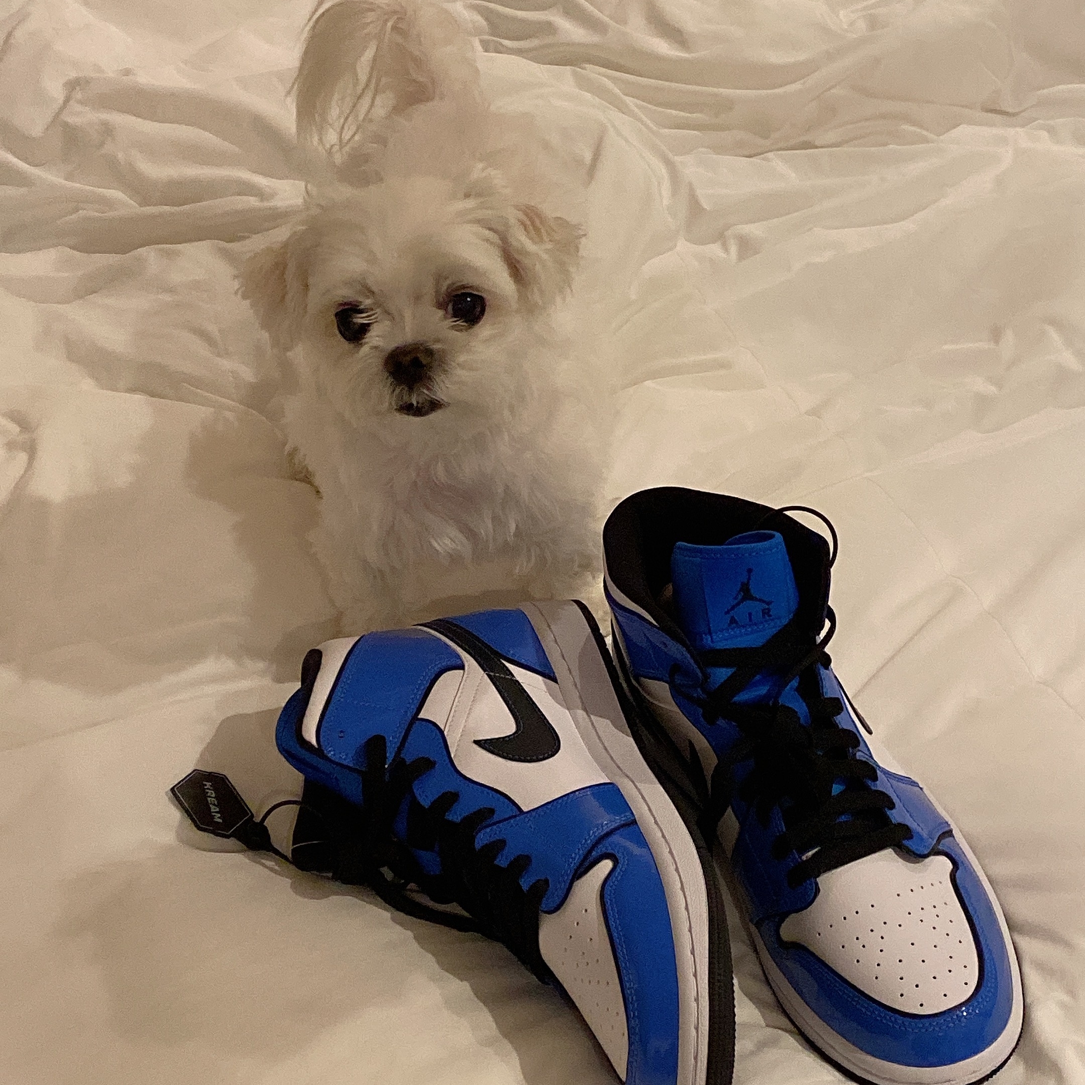 Jordan 1 Mid SE Signal Blue 착용 스타일 - 3