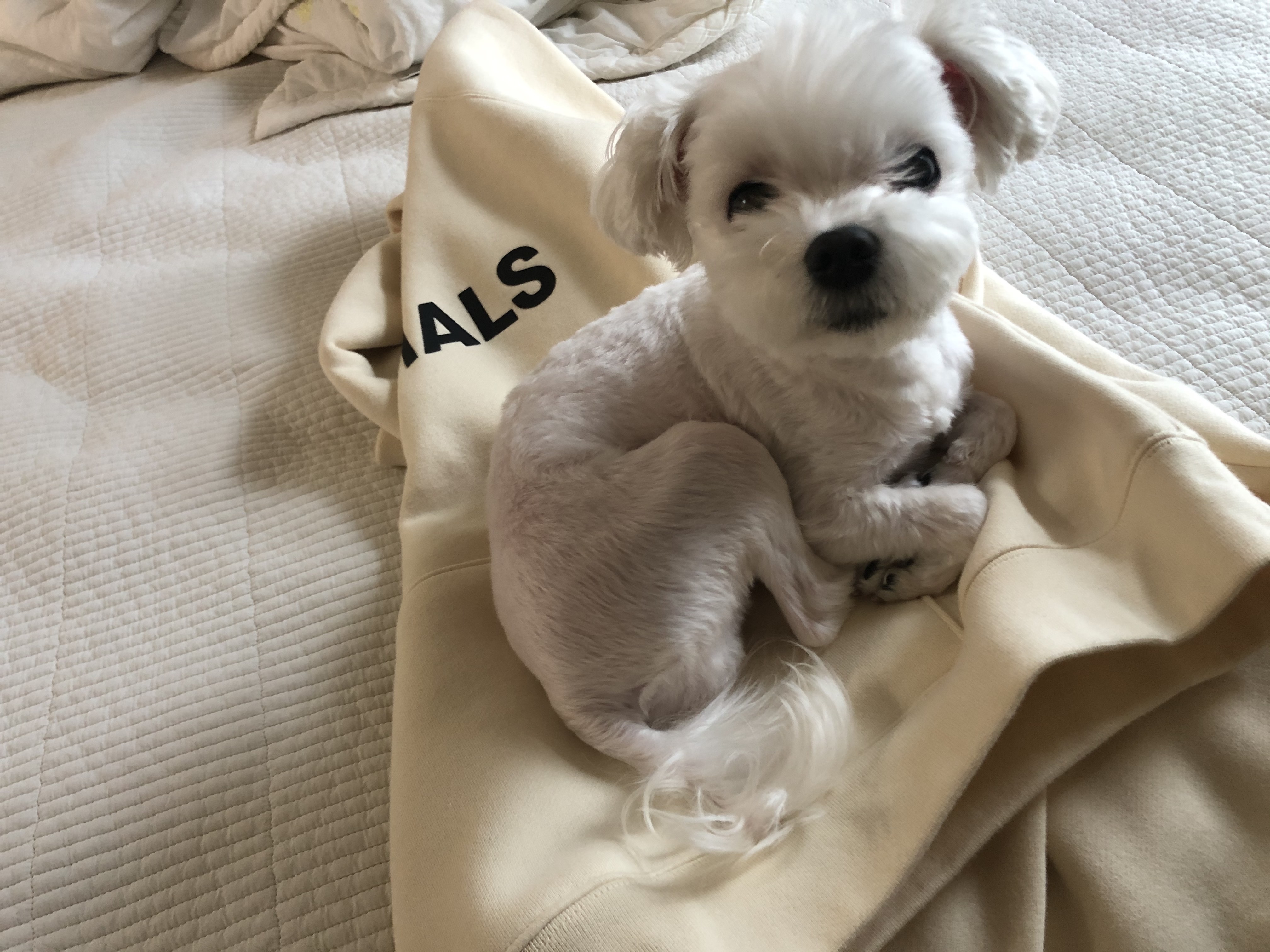 Essentials 3D Silicon Applique Pullover Hoodie Buttercream 2020 착용 스타일