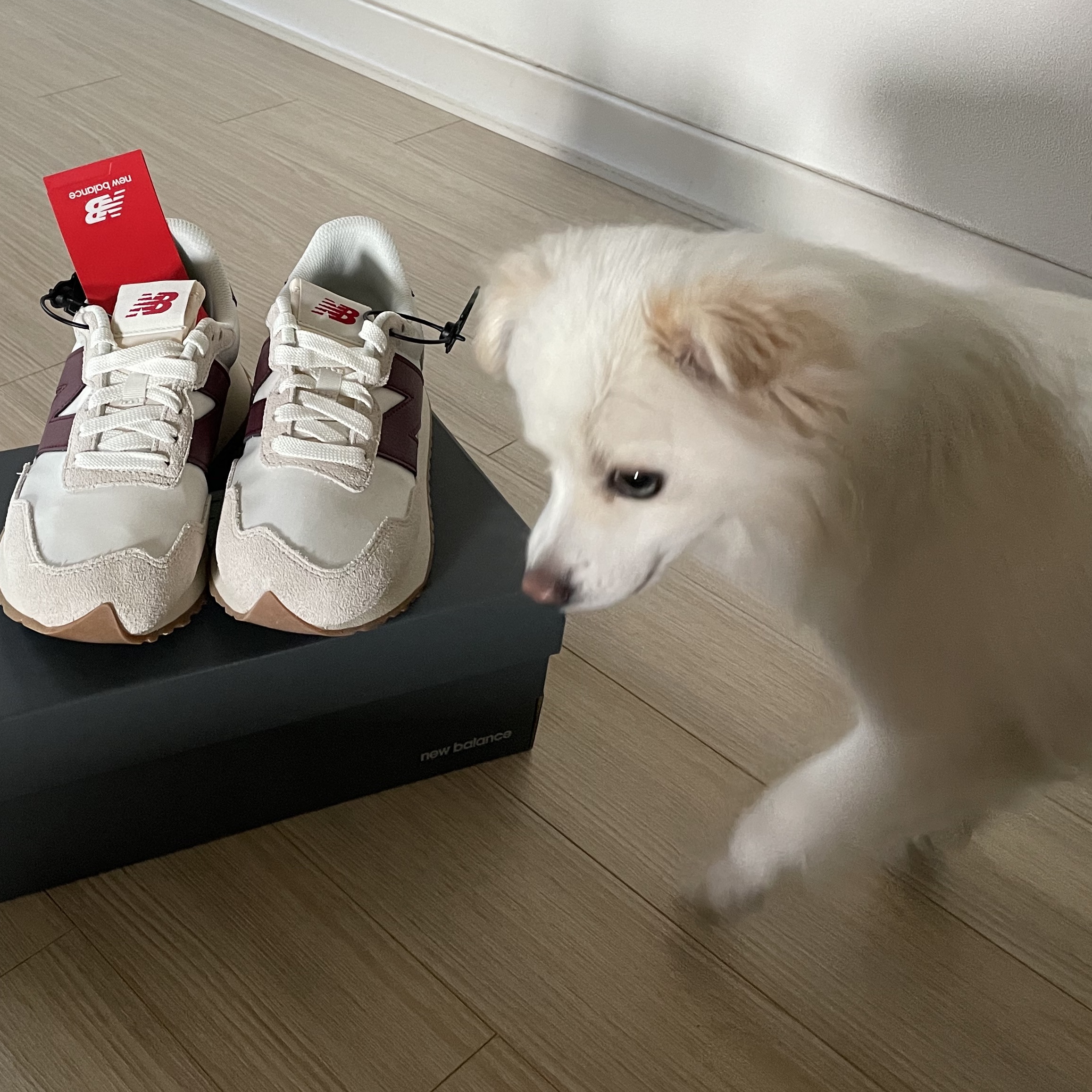 New Balance 237 Moonbeam Classic Burgundy 착용 스타일