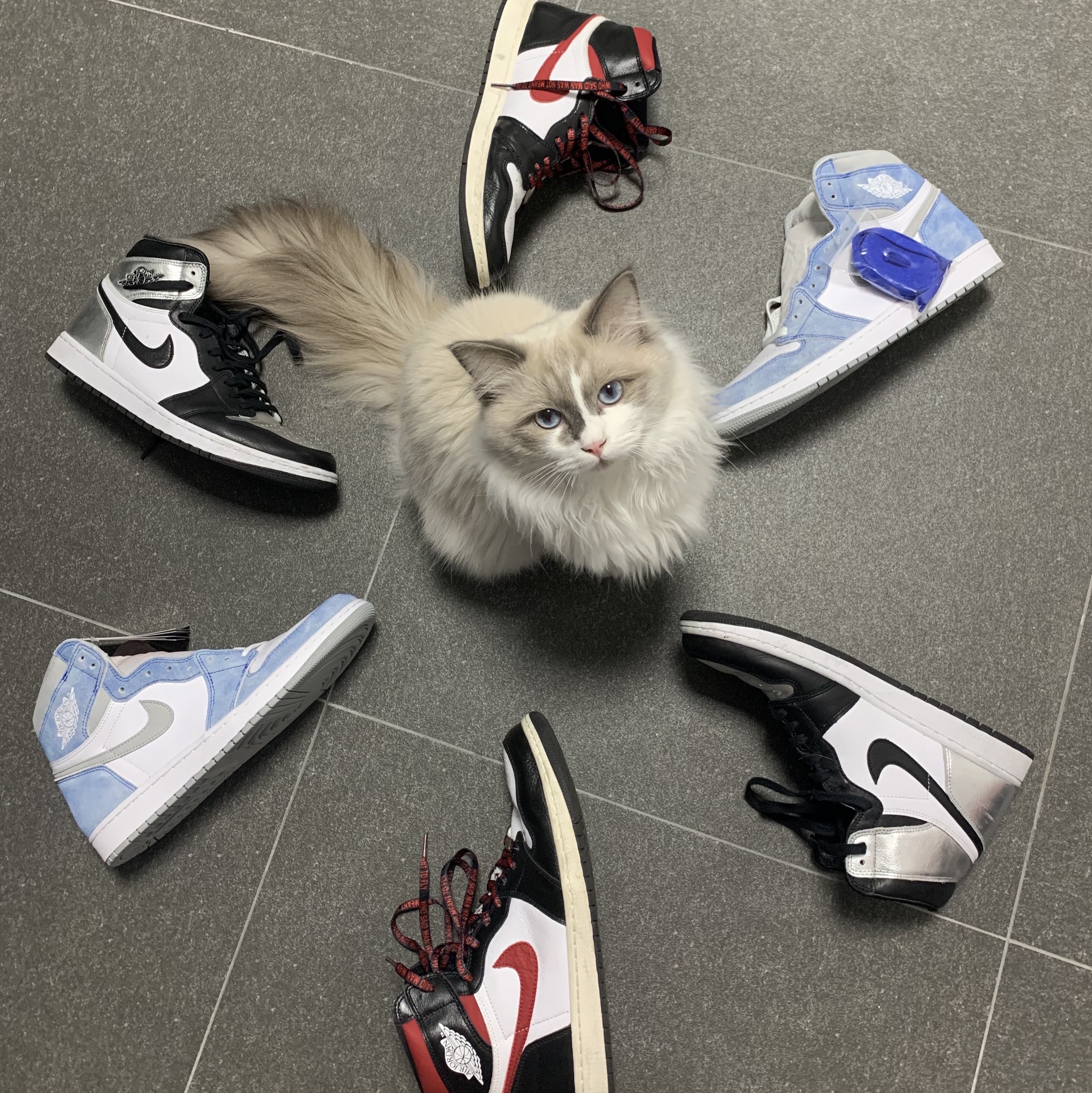 Jordan 1 Retro High OG Hyper Royal, (W) Jordan 1 Retro High OG Silver Toe 착용 스타일 - 1