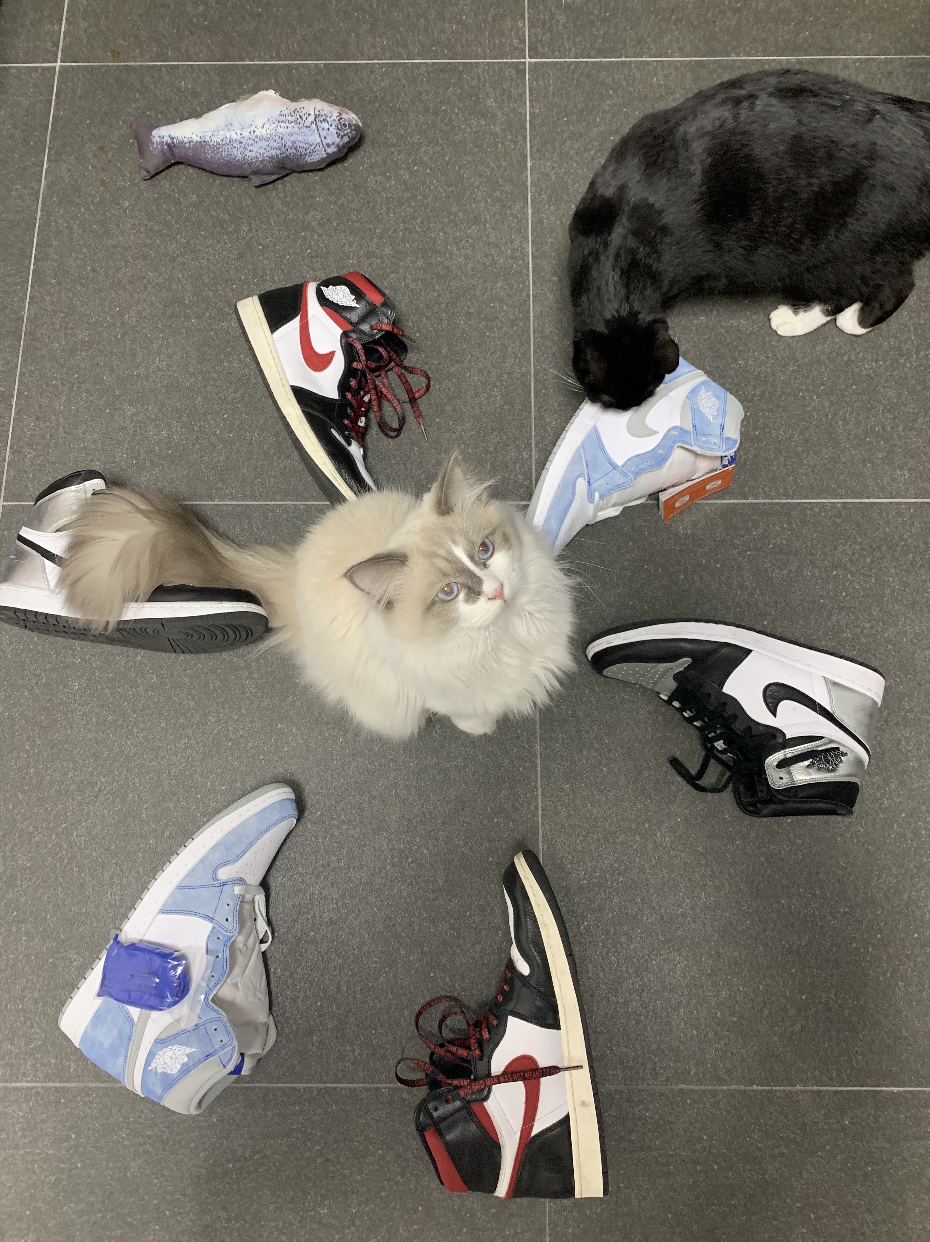 Jordan 1 Retro High OG Hyper Royal, Jordan 1 Retro High OG Gym Red 착용 스타일 - 1