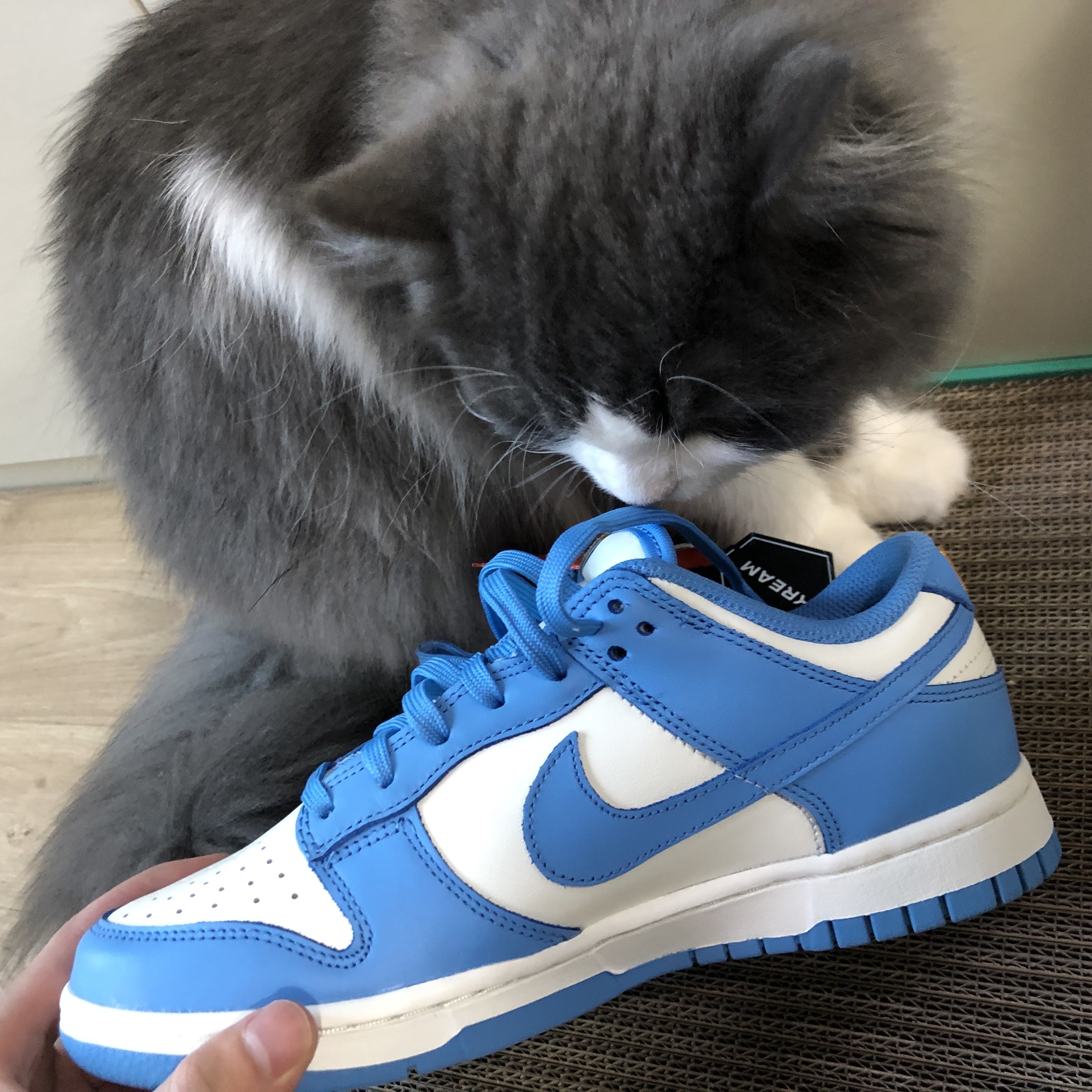 (W) Nike Dunk Low Coast 착용 스타일