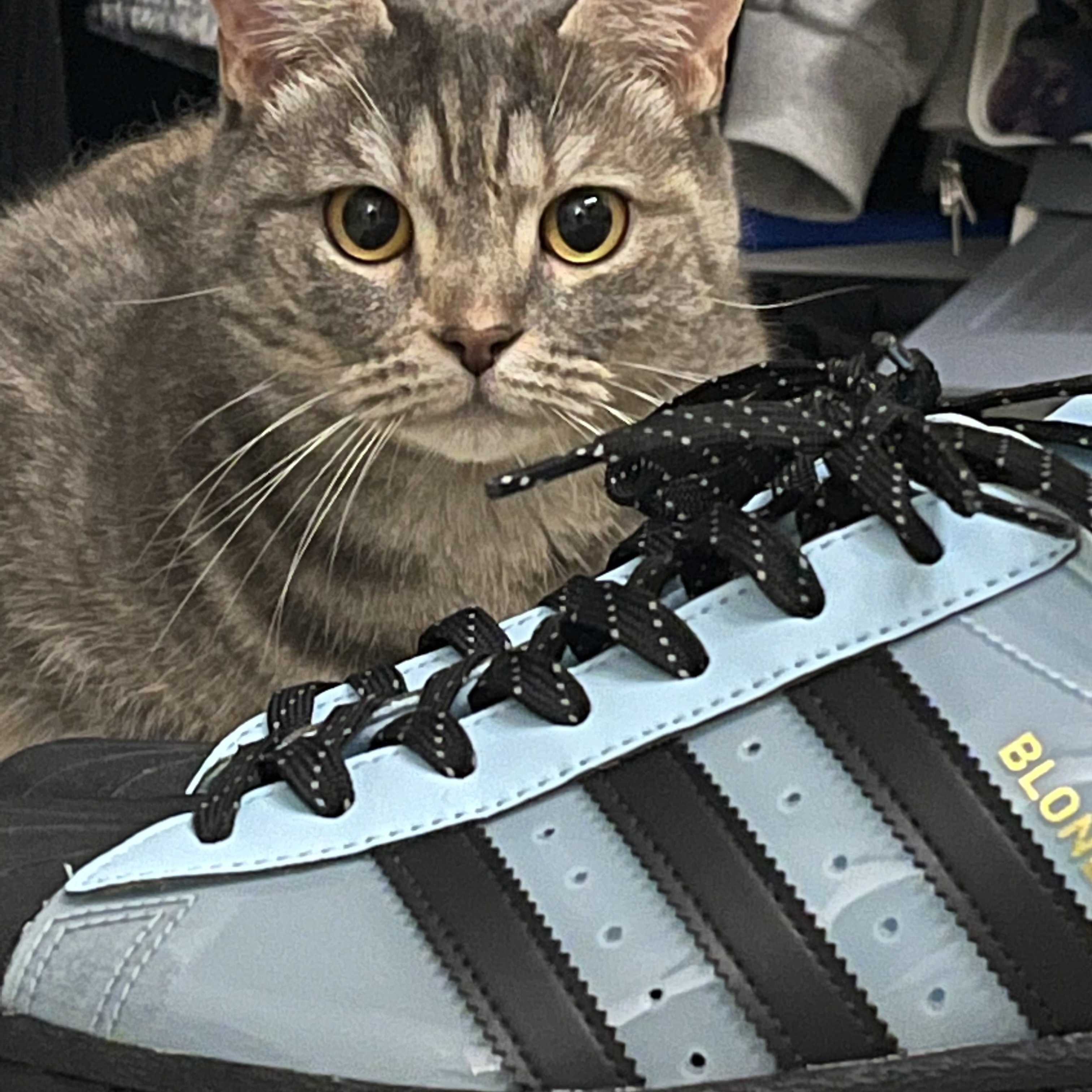 Adidas x Blondey McCoy Superstar Ice Blue 착용 스타일