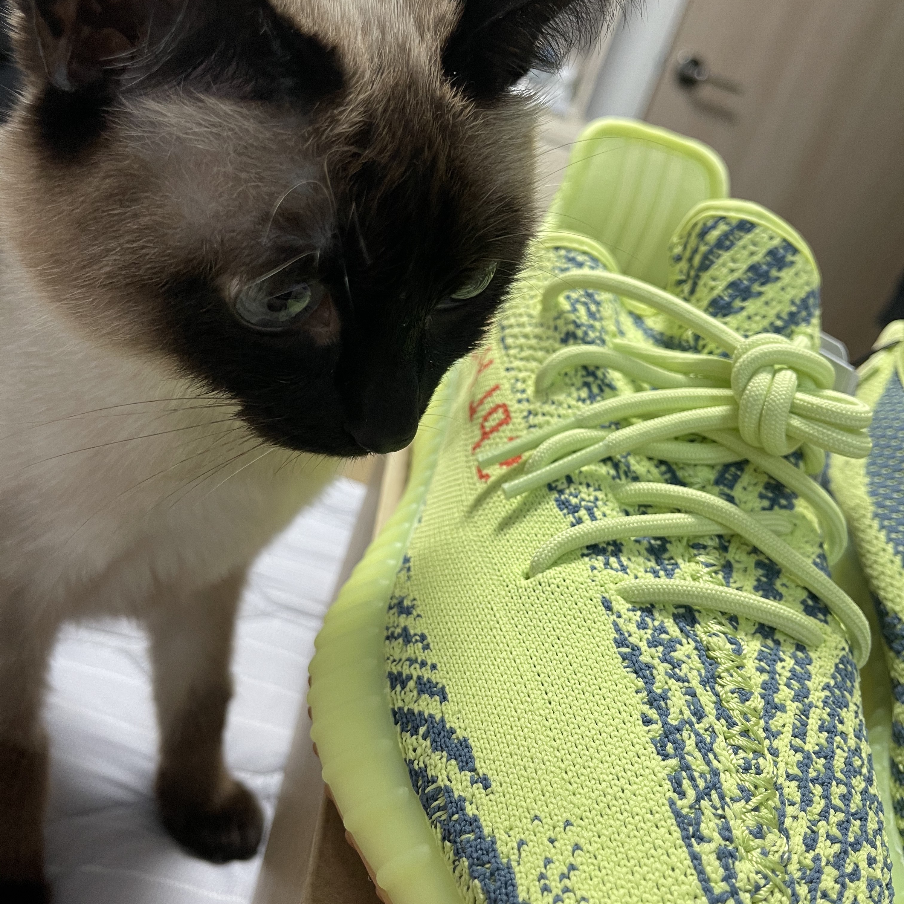 Adidas Yeezy Boost 350 V2 Semi Frozen Yellow 착용 스타일 - 1