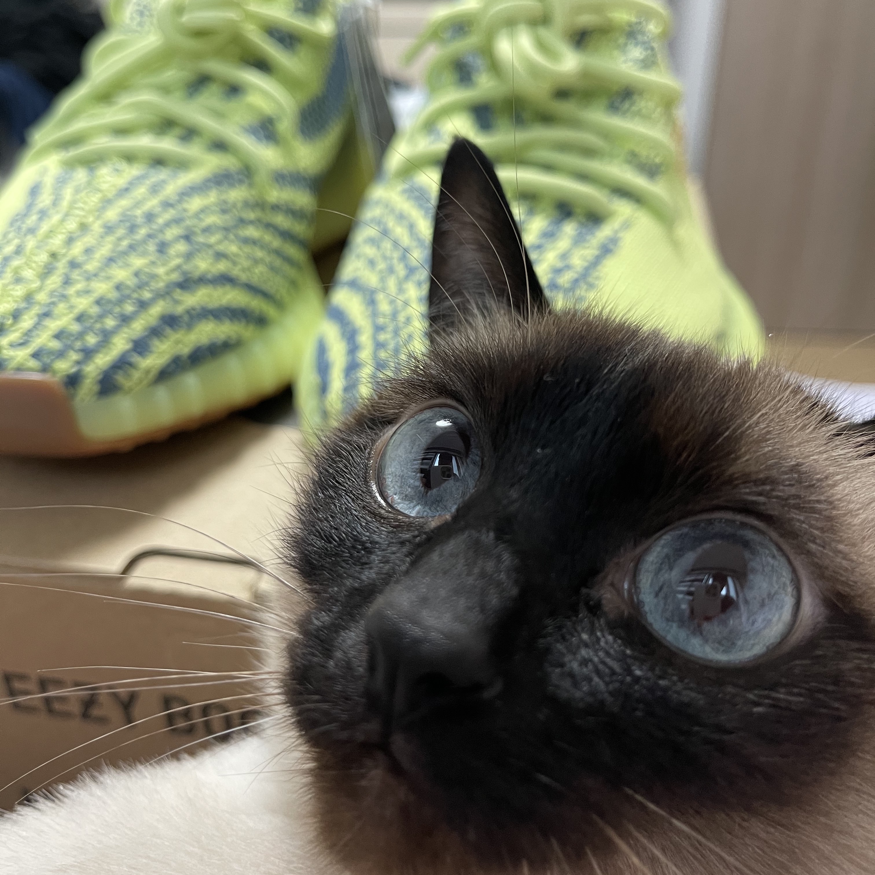 Adidas Yeezy Boost 350 V2 Semi Frozen Yellow 착용 스타일 - 2