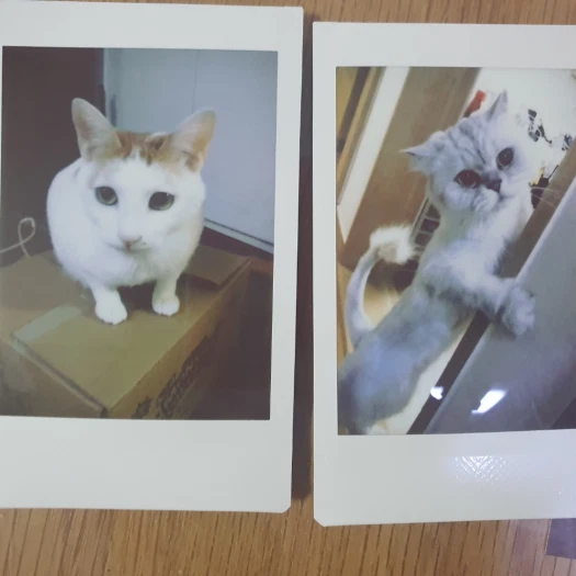 스타일 카드