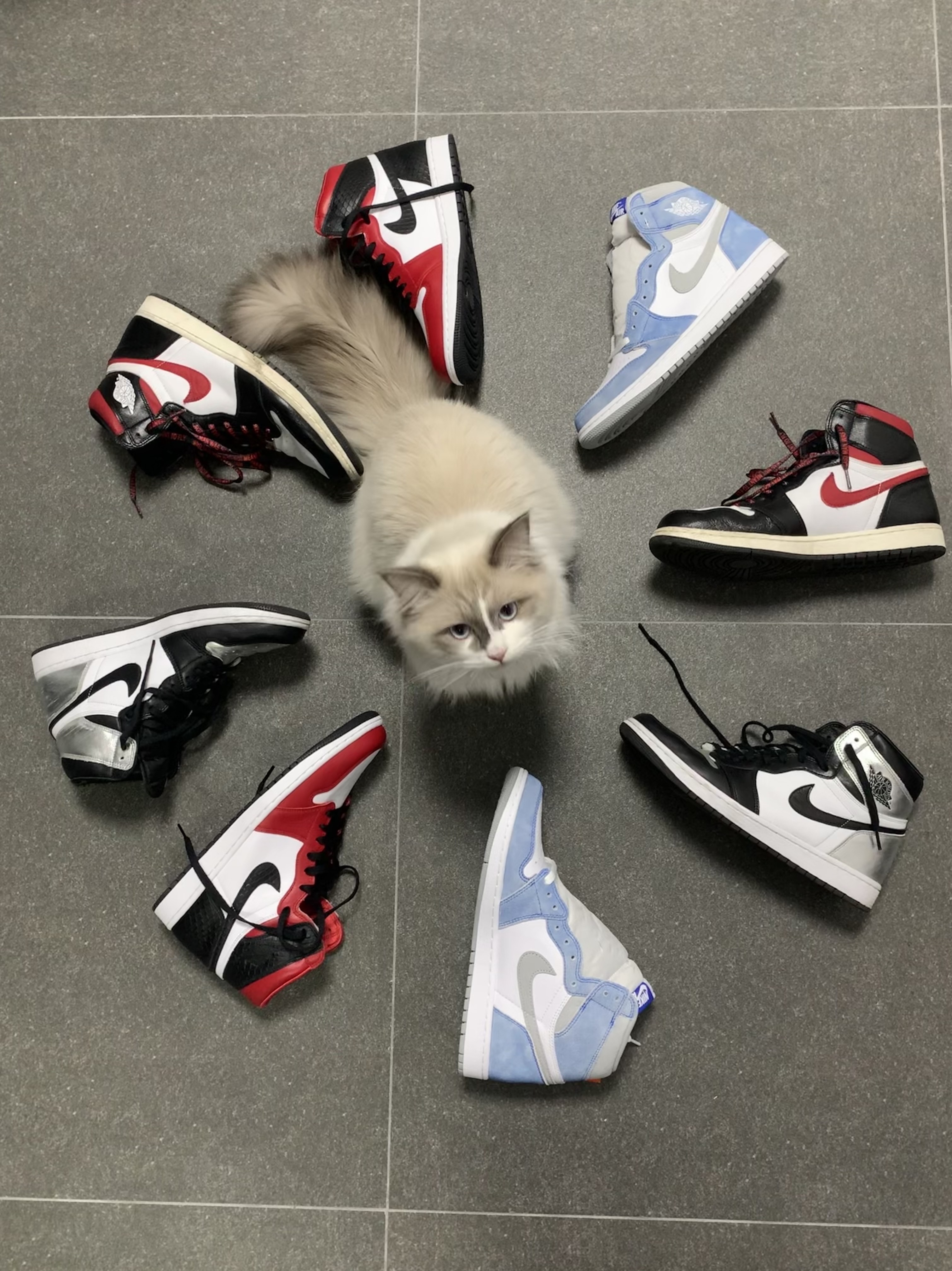 Jordan 1 Retro High OG Hyper Royal, (W) Jordan 1 Retro High OG Silver Toe 착용 스타일 - 1