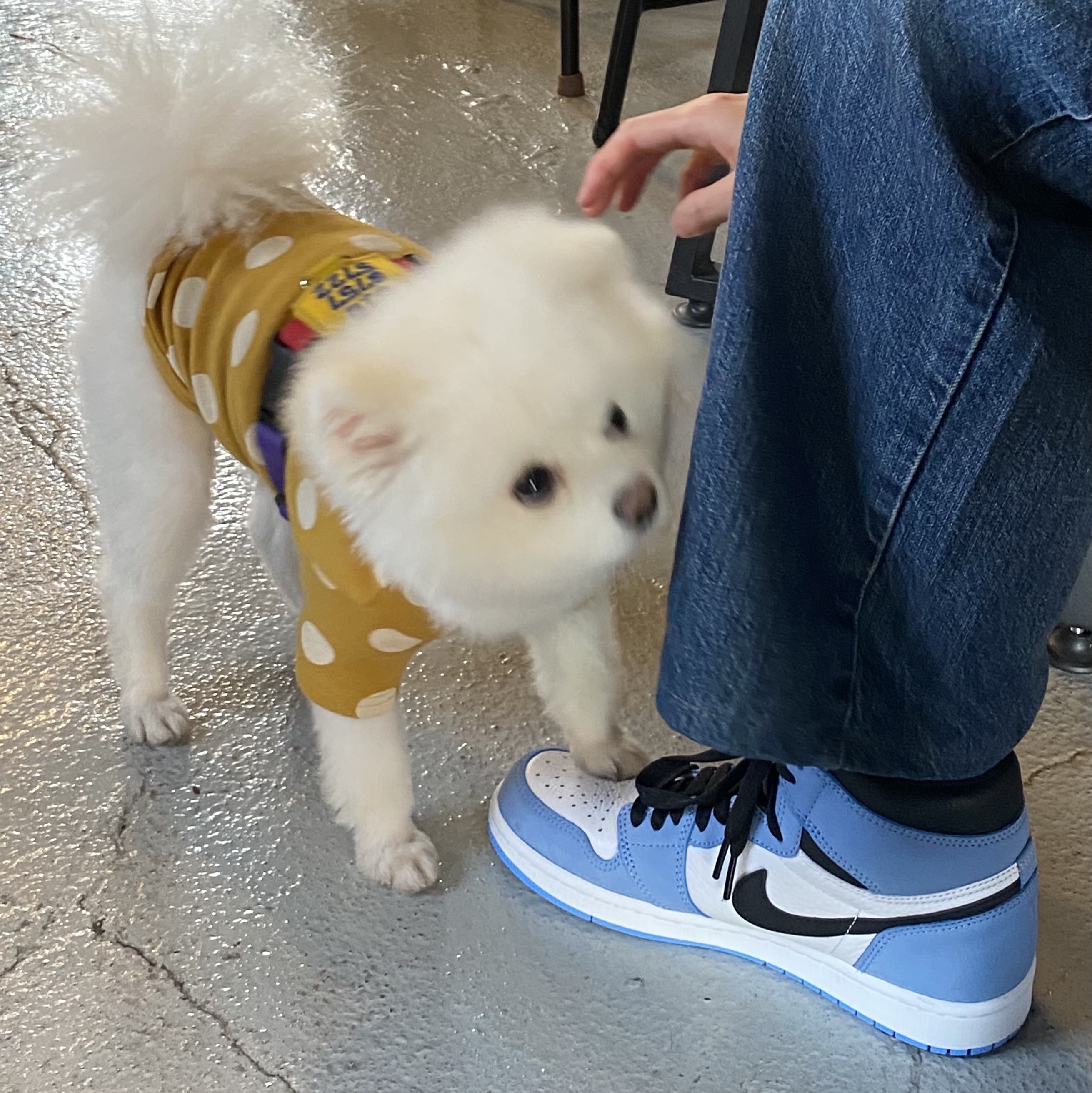 Jordan 1 Retro High OG University Blue, (GS) Jordan 1 Retro High OG University Blue 착용 스타일