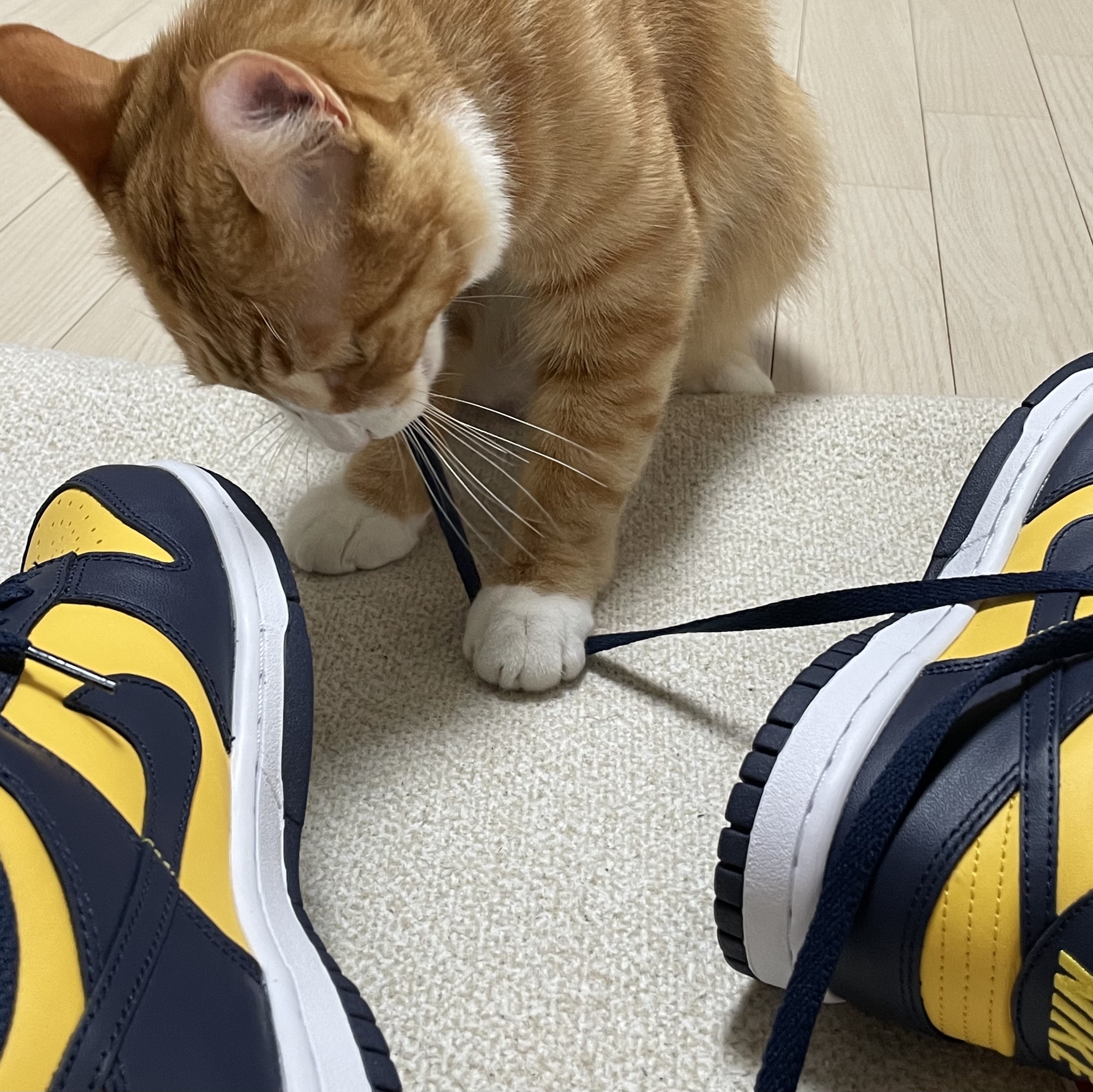 (GS) Nike Dunk Low Varsity Maize 착용 스타일