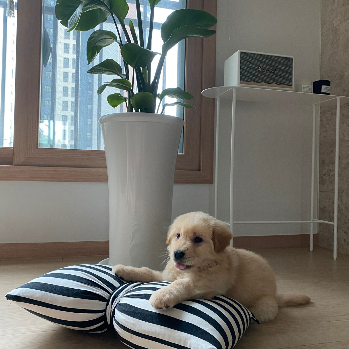 jj7452님의 스타일