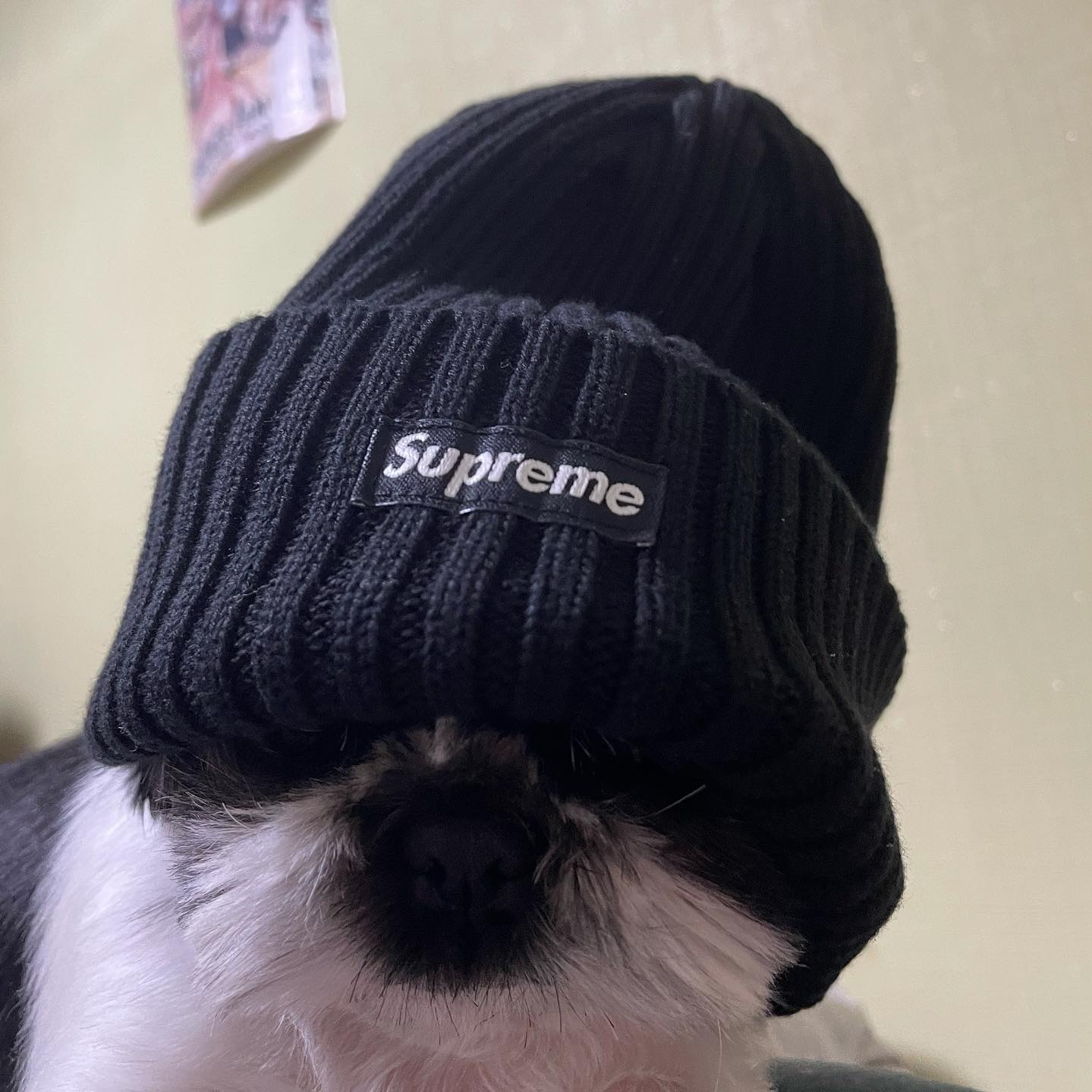 Supreme Cashmere Beanie Black - 20FW 착용 스타일
