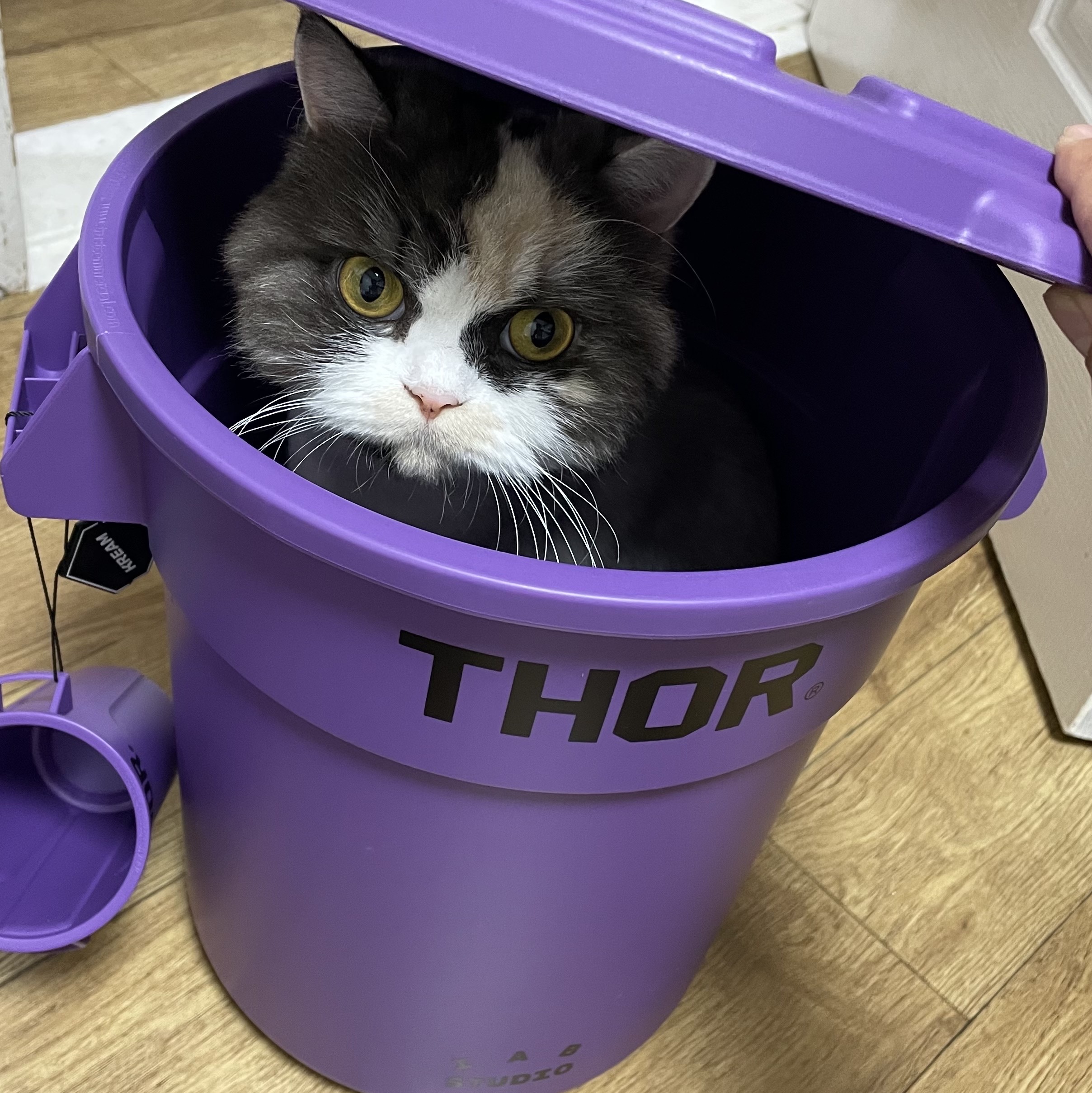 IAB Studio x Thor Set Purple 착용 스타일 - 2