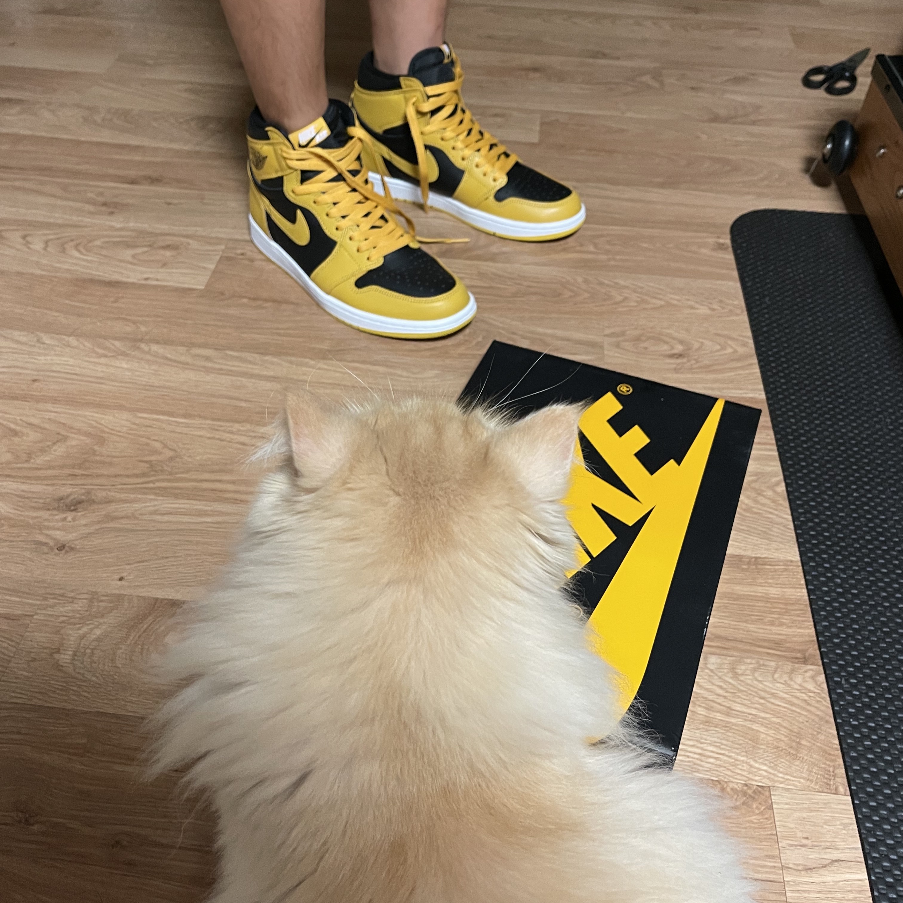 Jordan 1 Retro High OG Pollen, Nike Dunk High SP Varsity Maize 착용 스타일 - 1