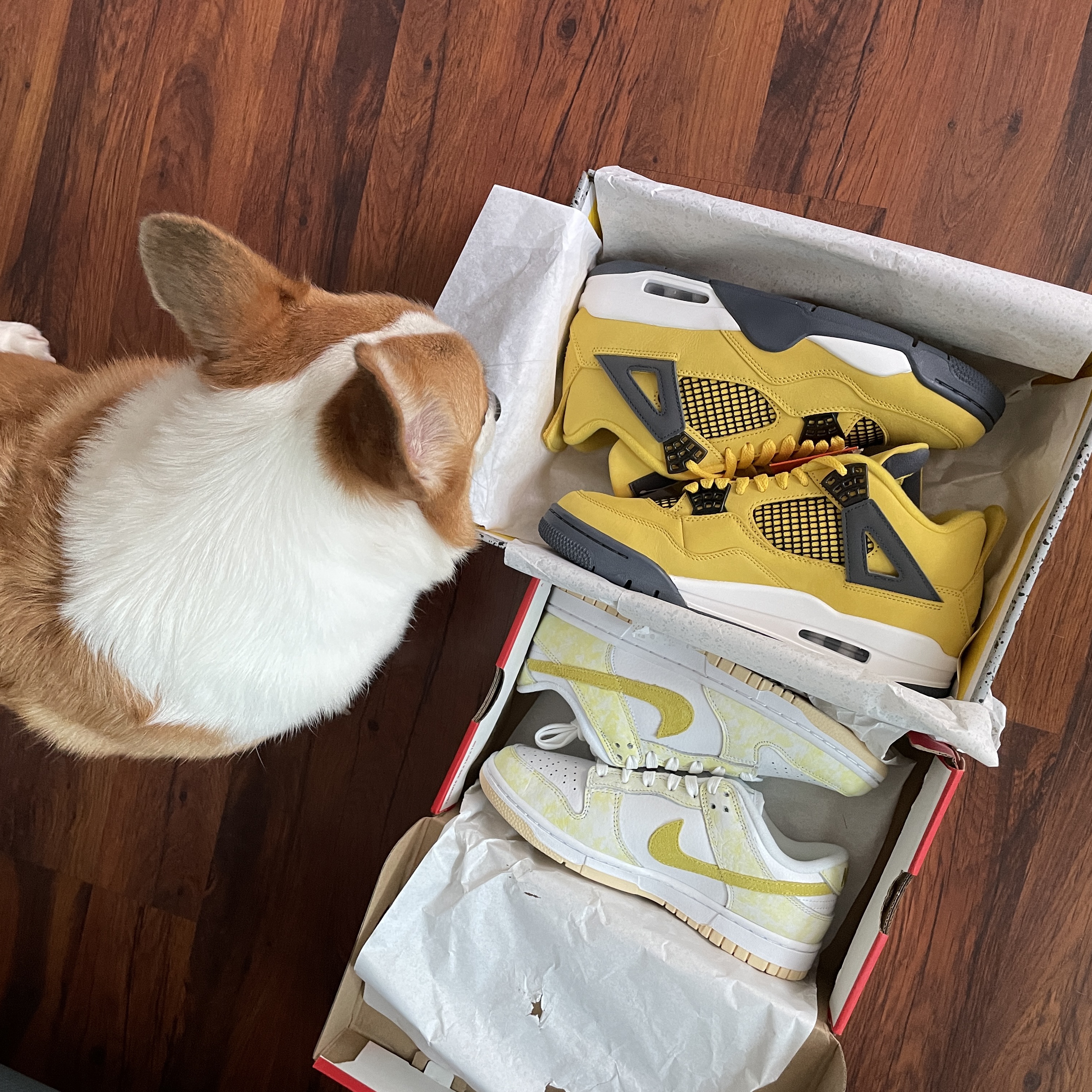 Jordan 4 Retro Tour Yellow, (W) Nike Dunk Low Yellow Strike 착용 스타일