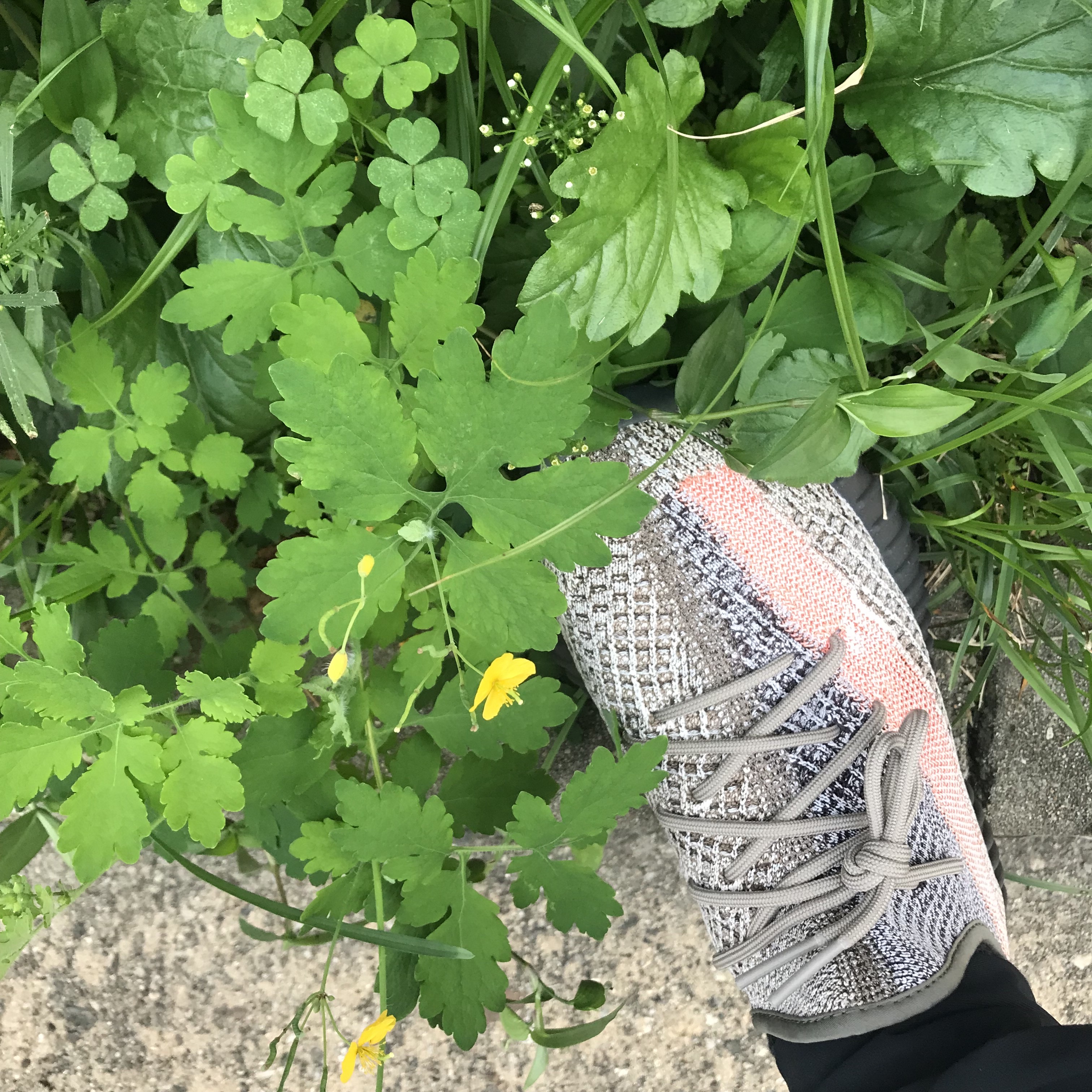 Adidas Yeezy Boost 350 V2 Ash Stone 착용 스타일