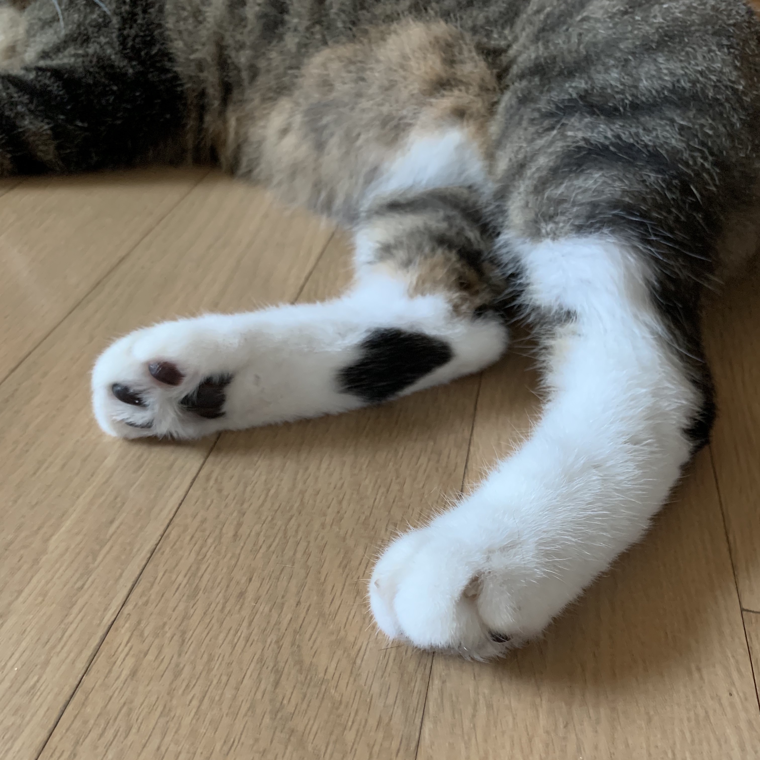 써니 ₍^๑⚈ ․̫ ⚈๑^₎님의 스타일 - 2