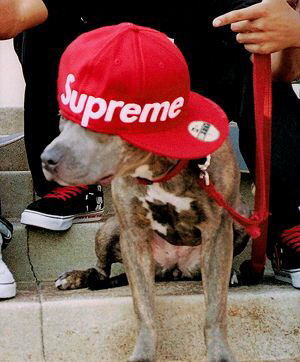 KREAM 프로필 이미지