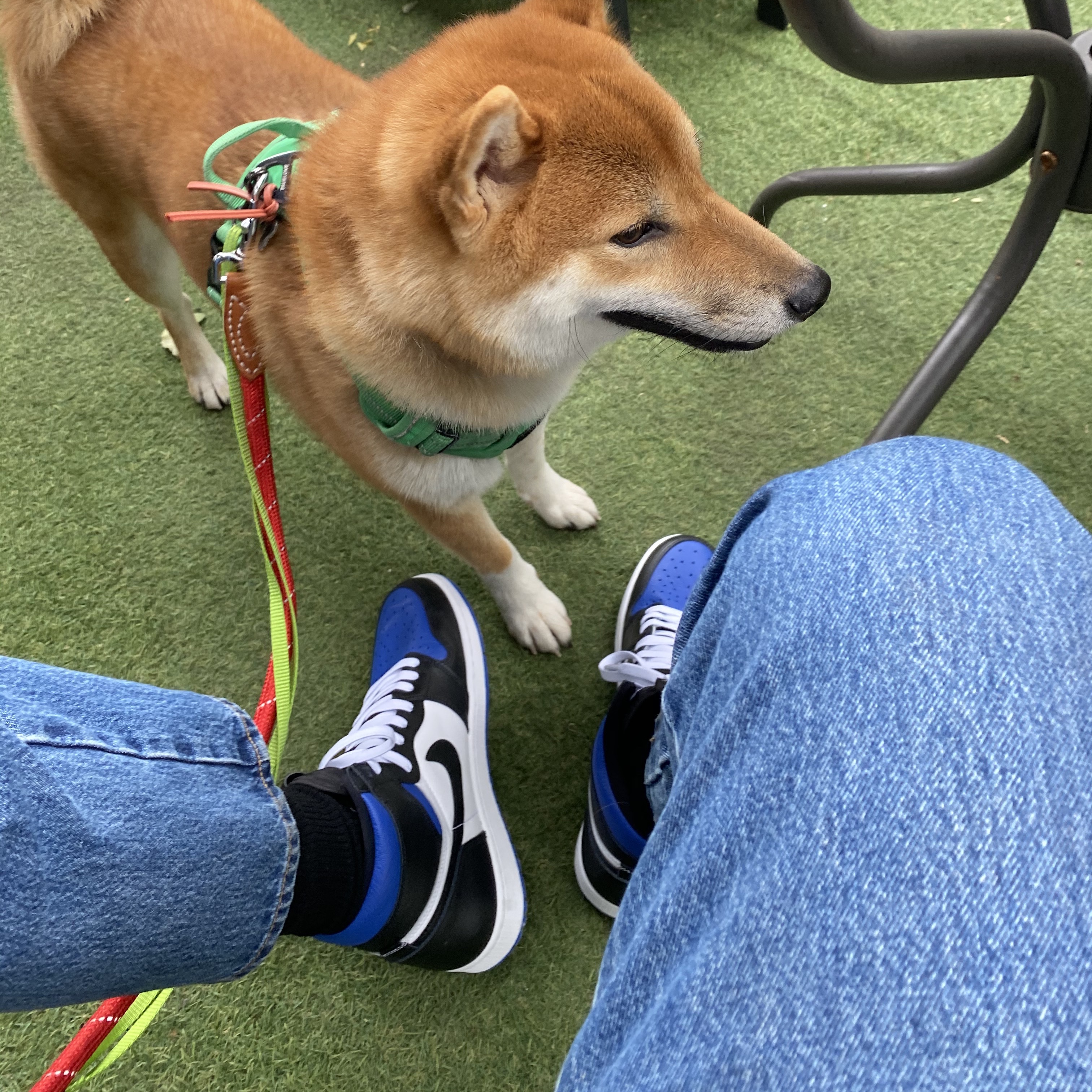 Jordan 1 Retro High OG Royal Toe 착용 스타일 - 1