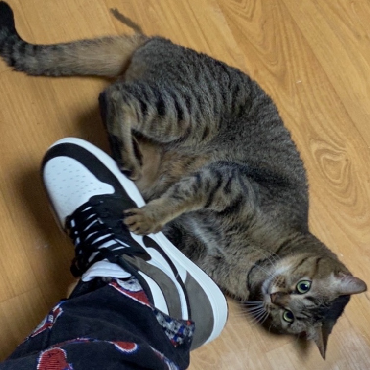Jordan 1 Retro High OG Black Mocha 착용 스타일