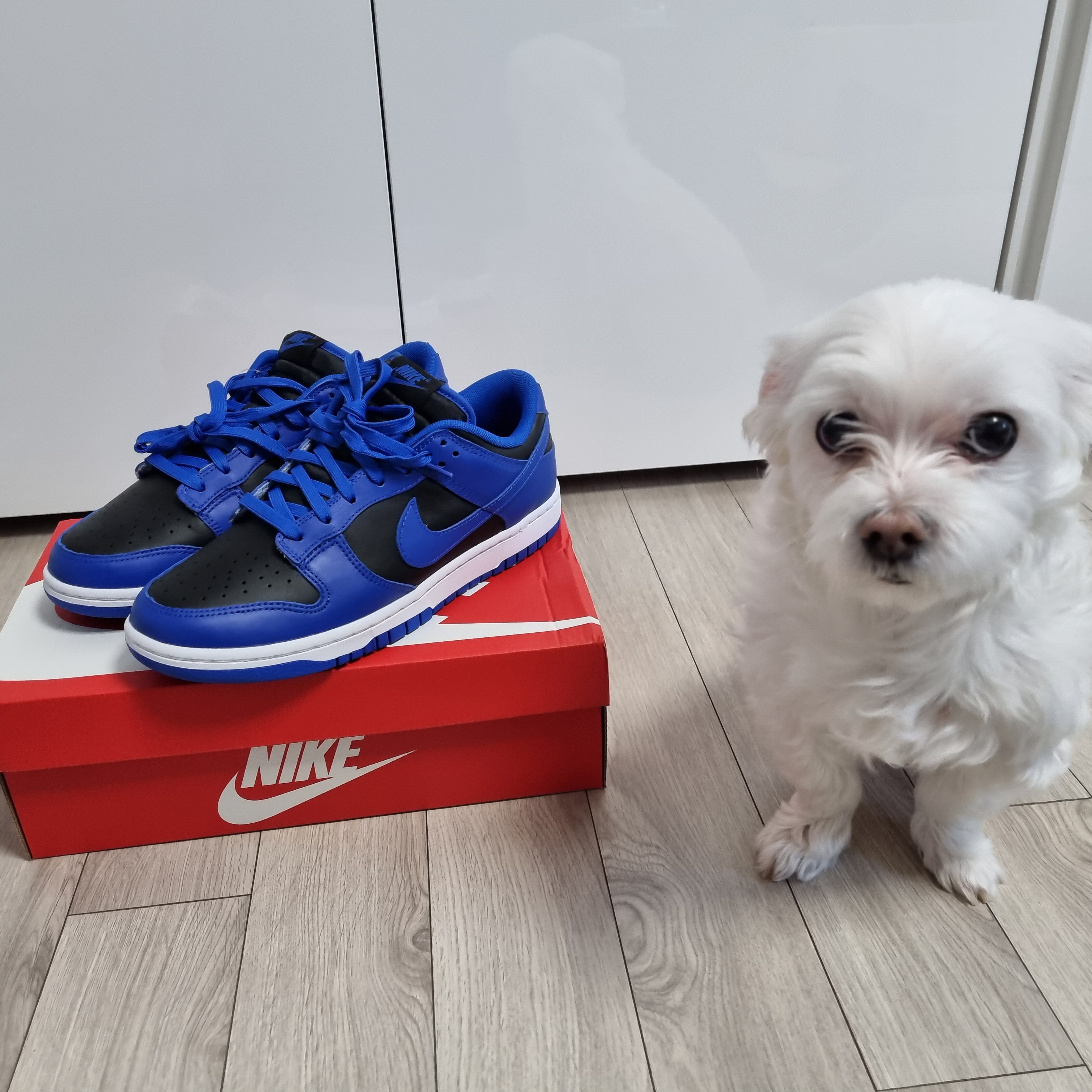 Nike Dunk Low Retro Hyper Cobalt 착용 스타일
