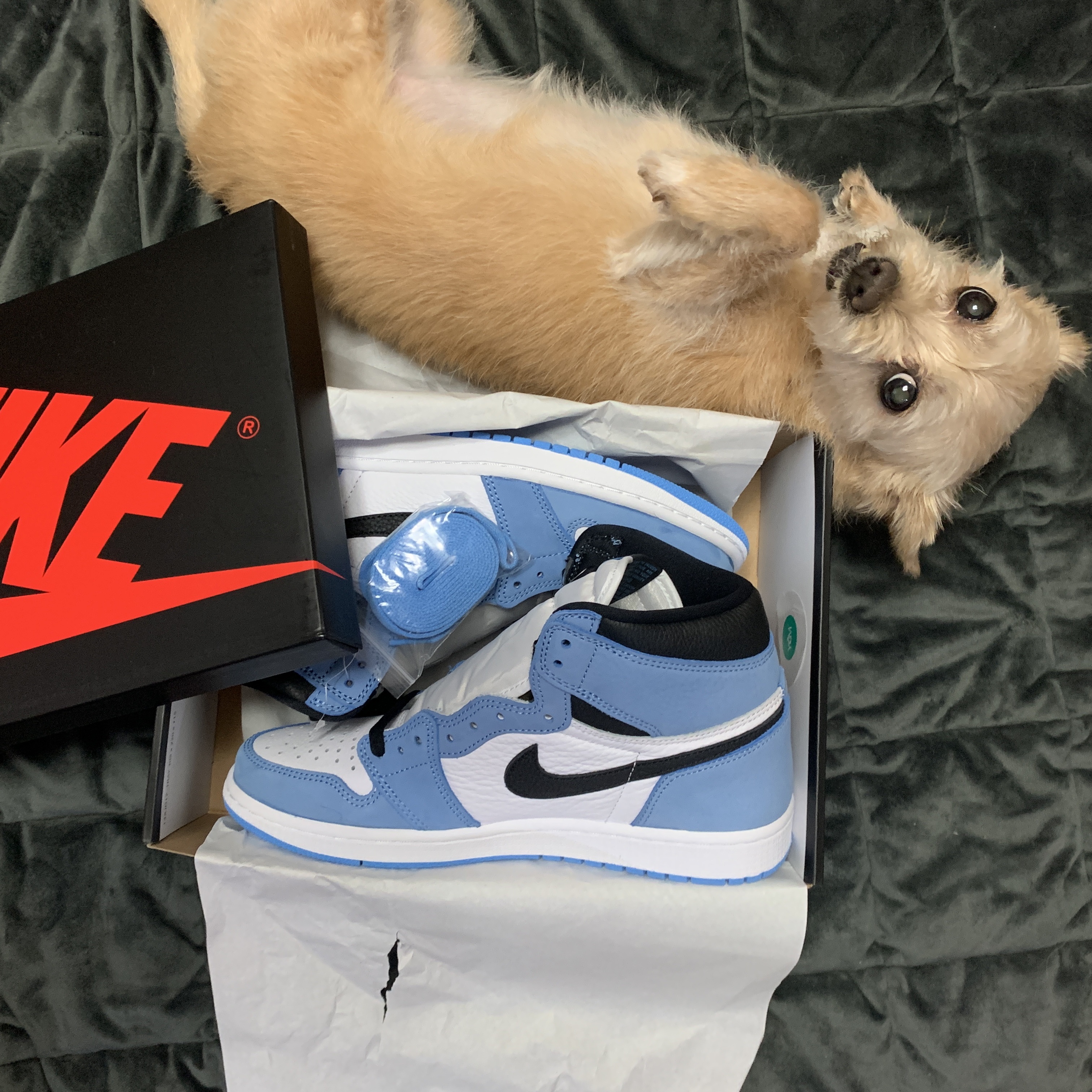Jordan 1 Retro High OG University Blue 착용 스타일