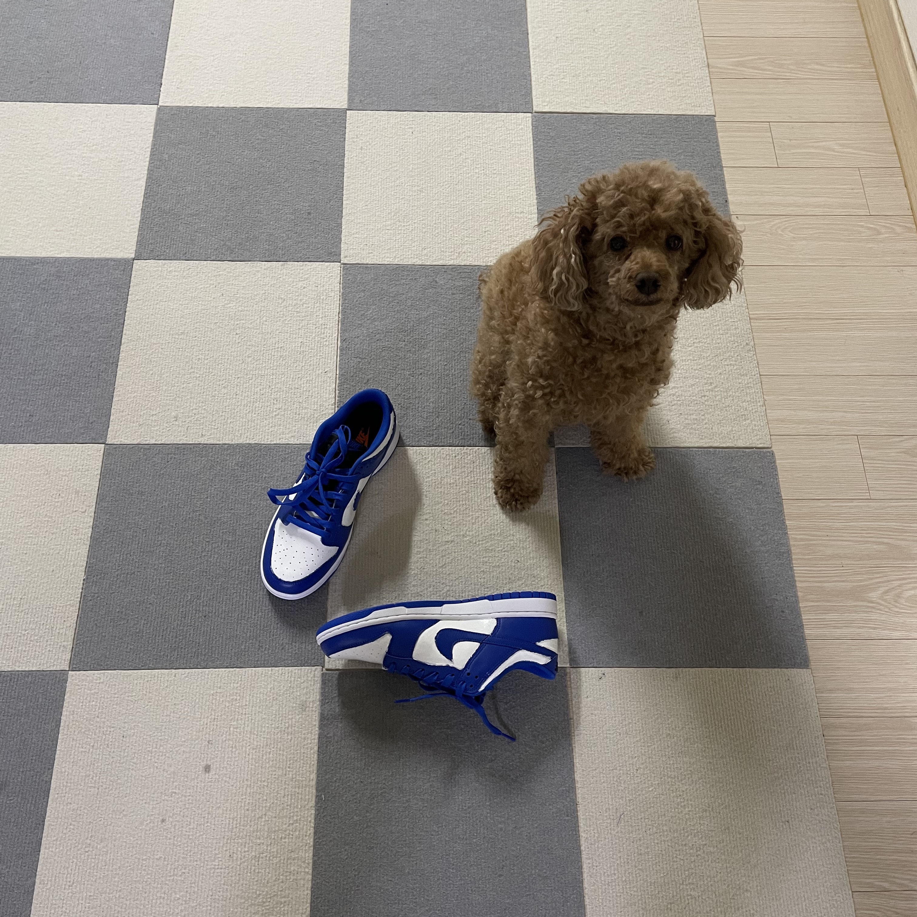 Nike Dunk Low Retro Hyper Cobalt 착용 스타일 - 1