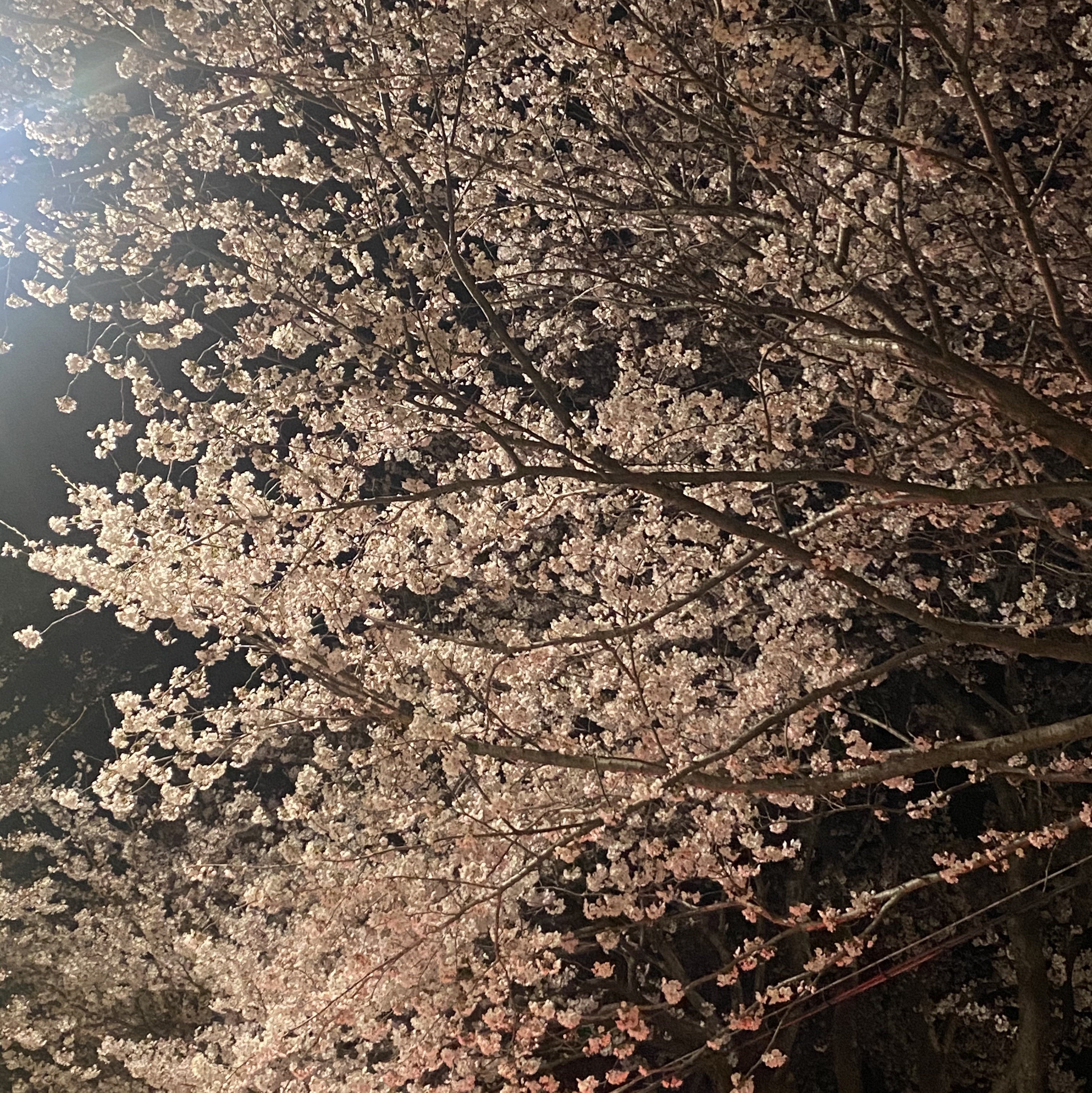 💚디랩쇼룸:또바기님의 스타일 - 4