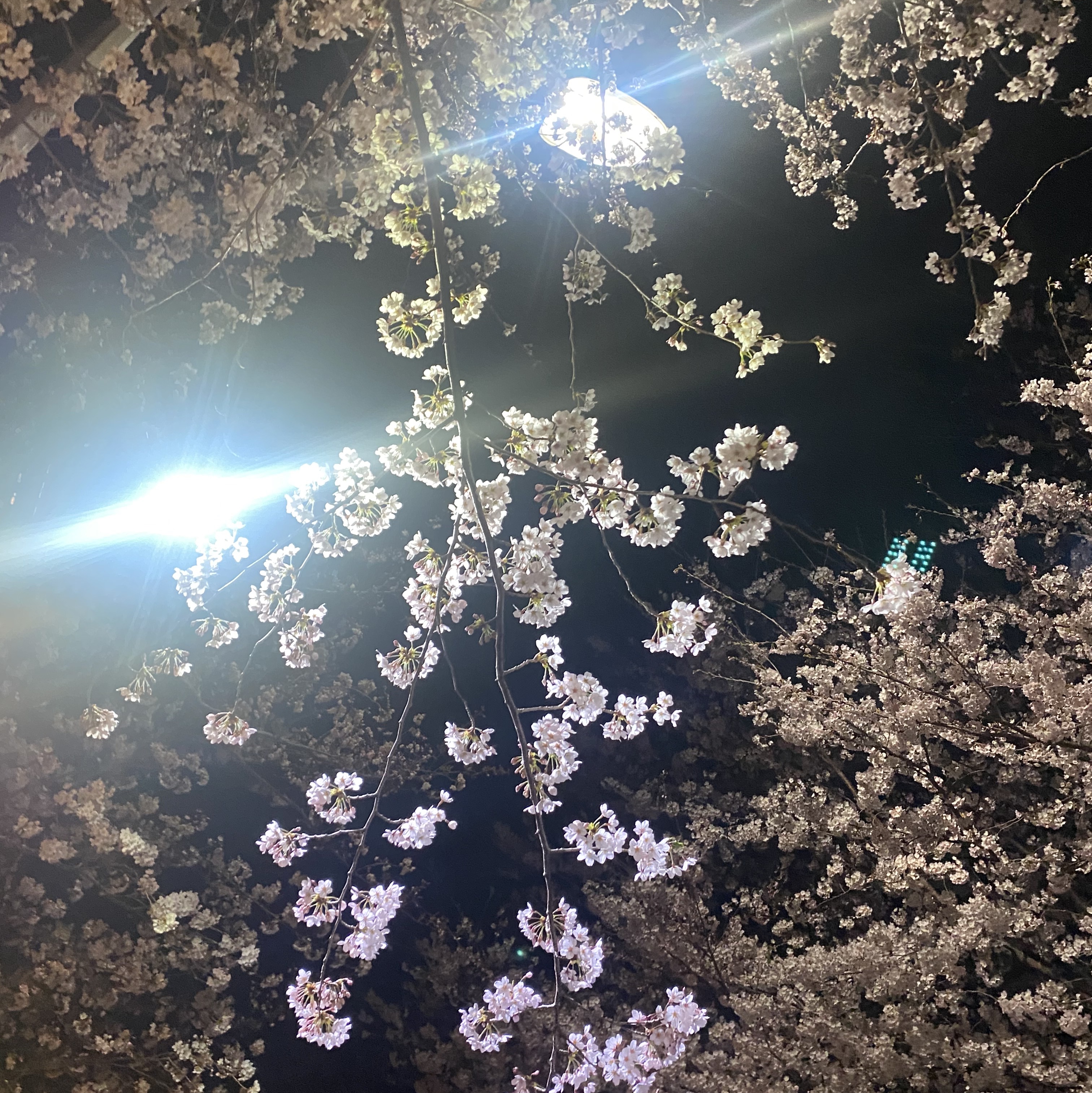 💚디랩쇼룸:또바기님의 스타일 - 2