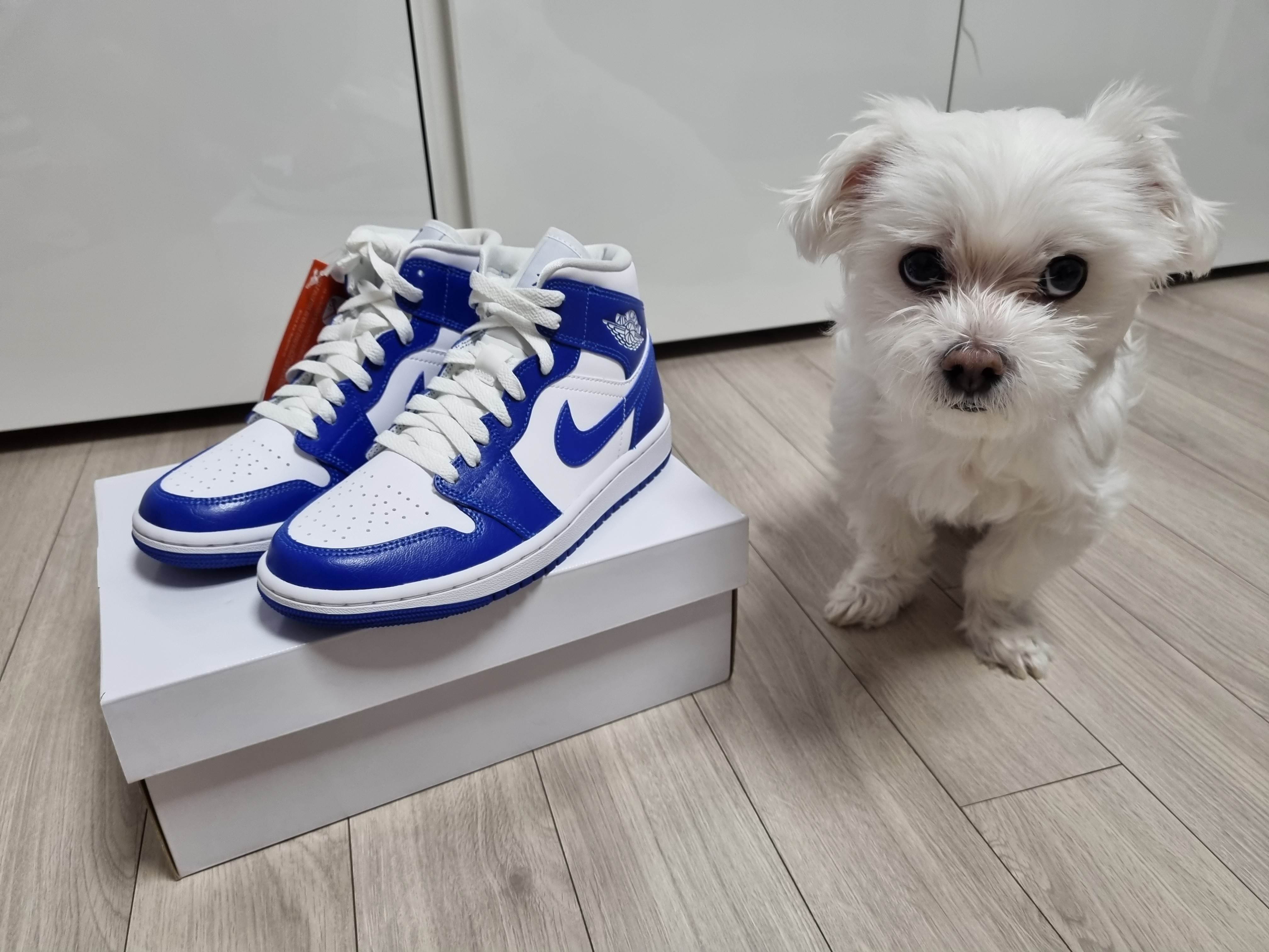 (W) Jordan 1 Mid White Hyper Royal 착용 스타일 - 1