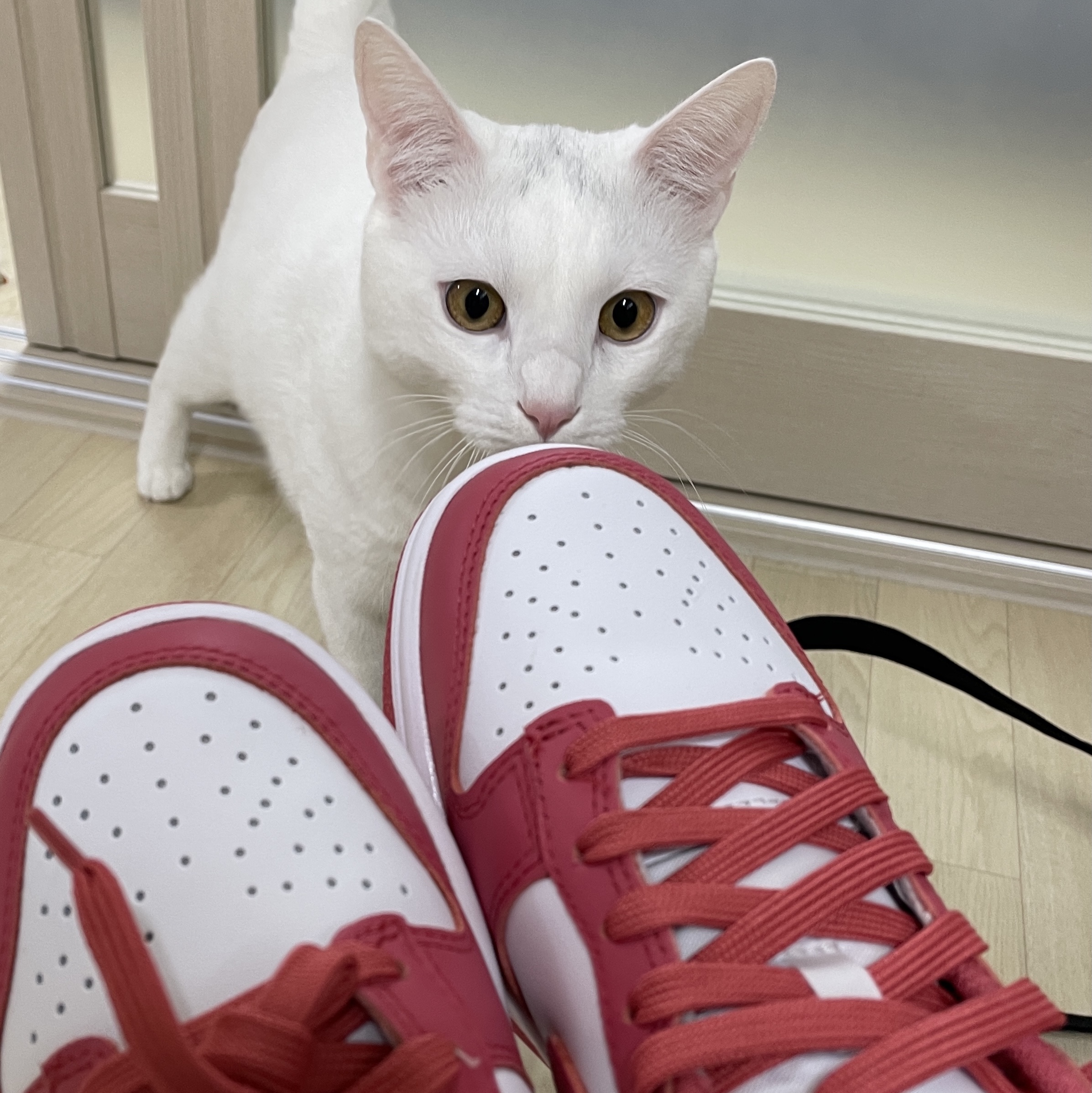 (W) Nike Dunk Low Archeo Pink 착용 스타일