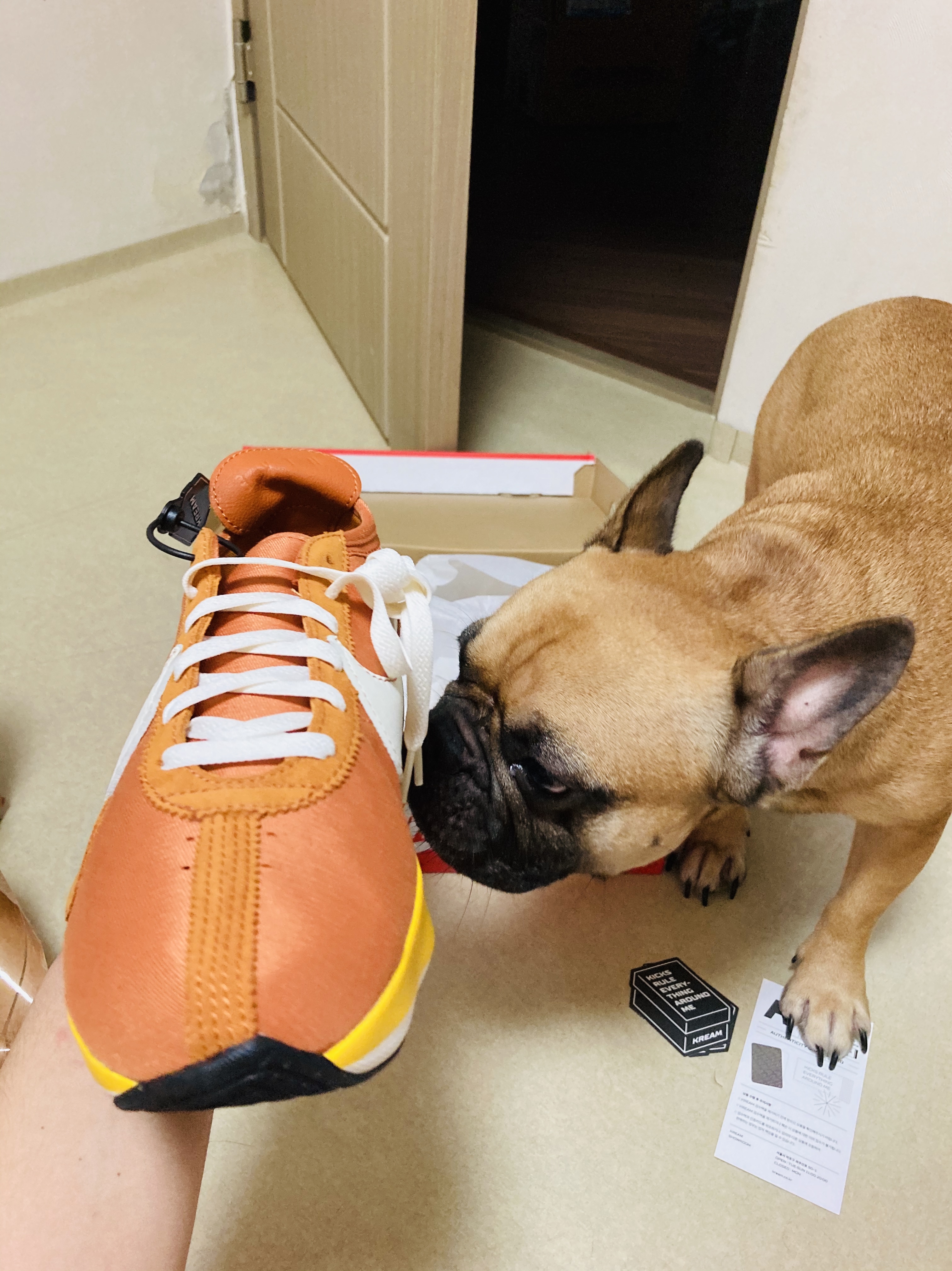 Nike Moon Racer Monarch 착용 스타일 - 4