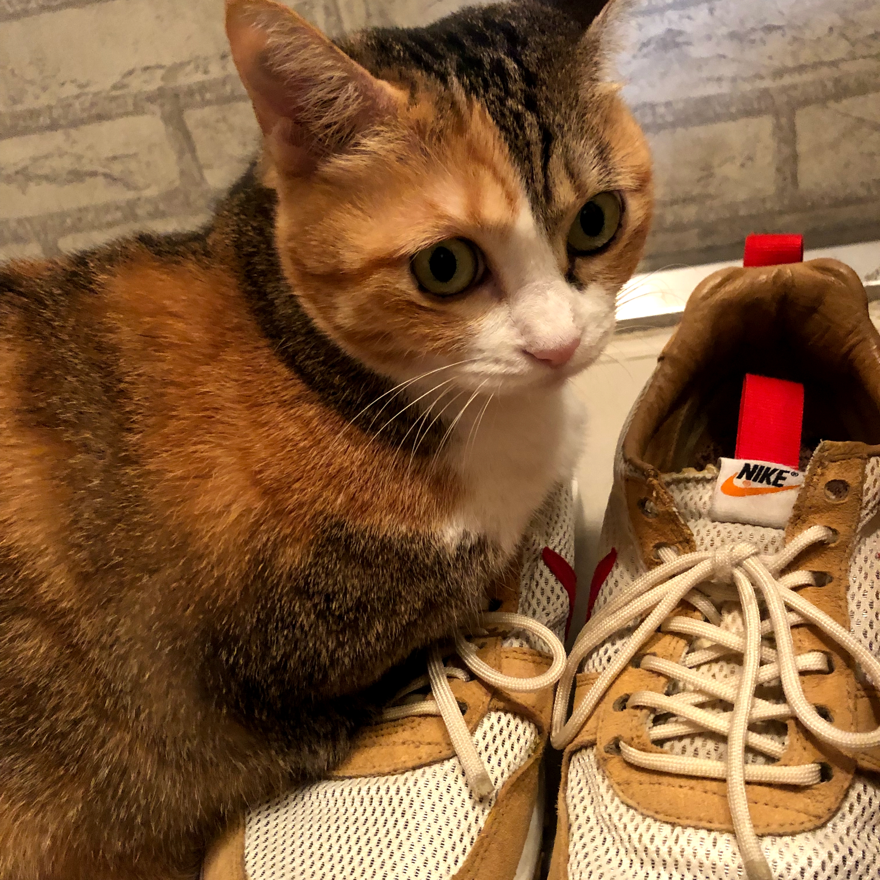 Nike x Tom Sachs Mars Yard Shoe 2.0 Space Camp 착용 스타일