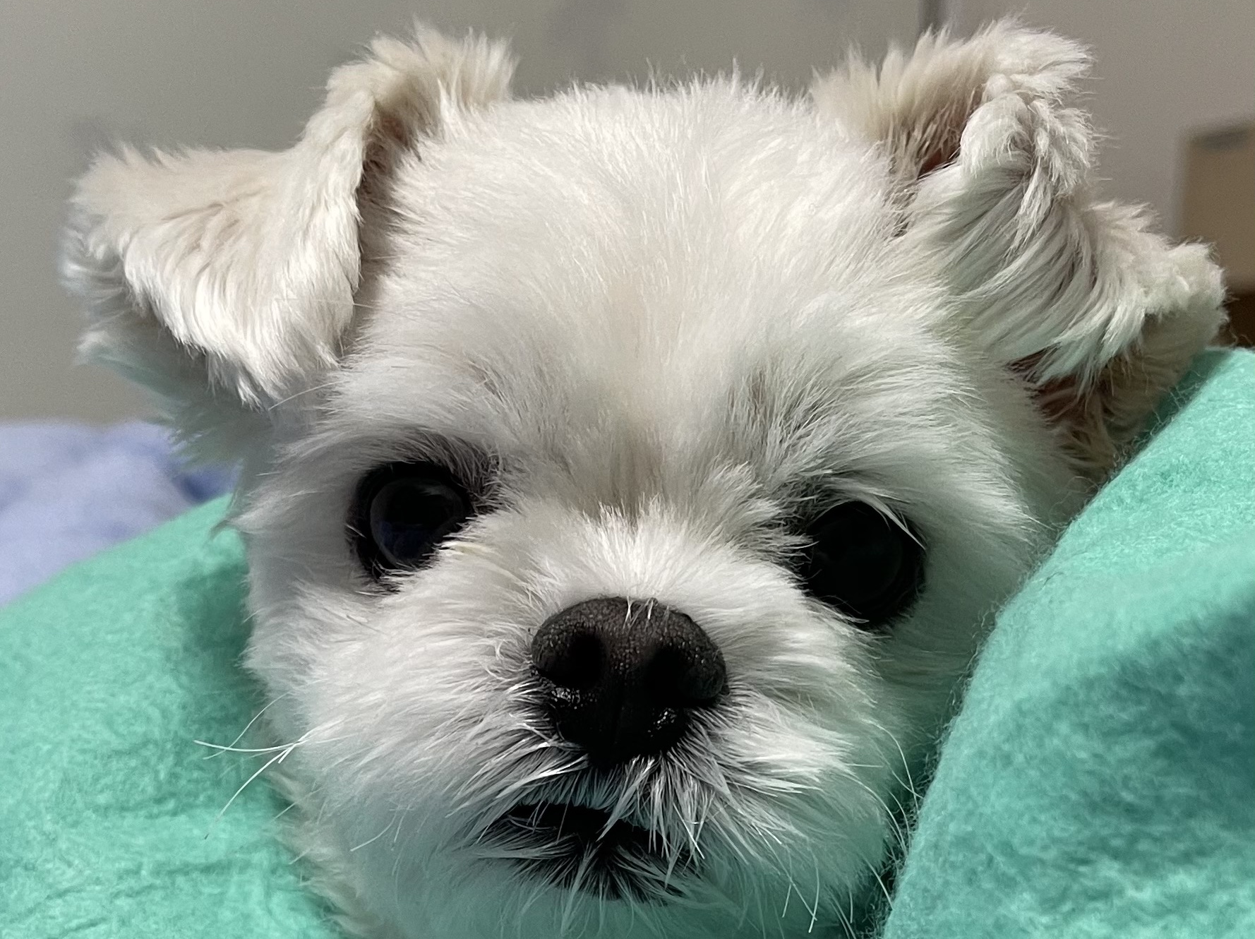 Jordan 1 Retro High OG Light Smoke Grey 착용 스타일 - 1