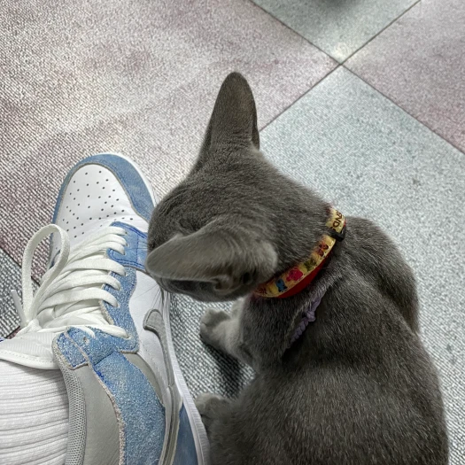 스타일 카드