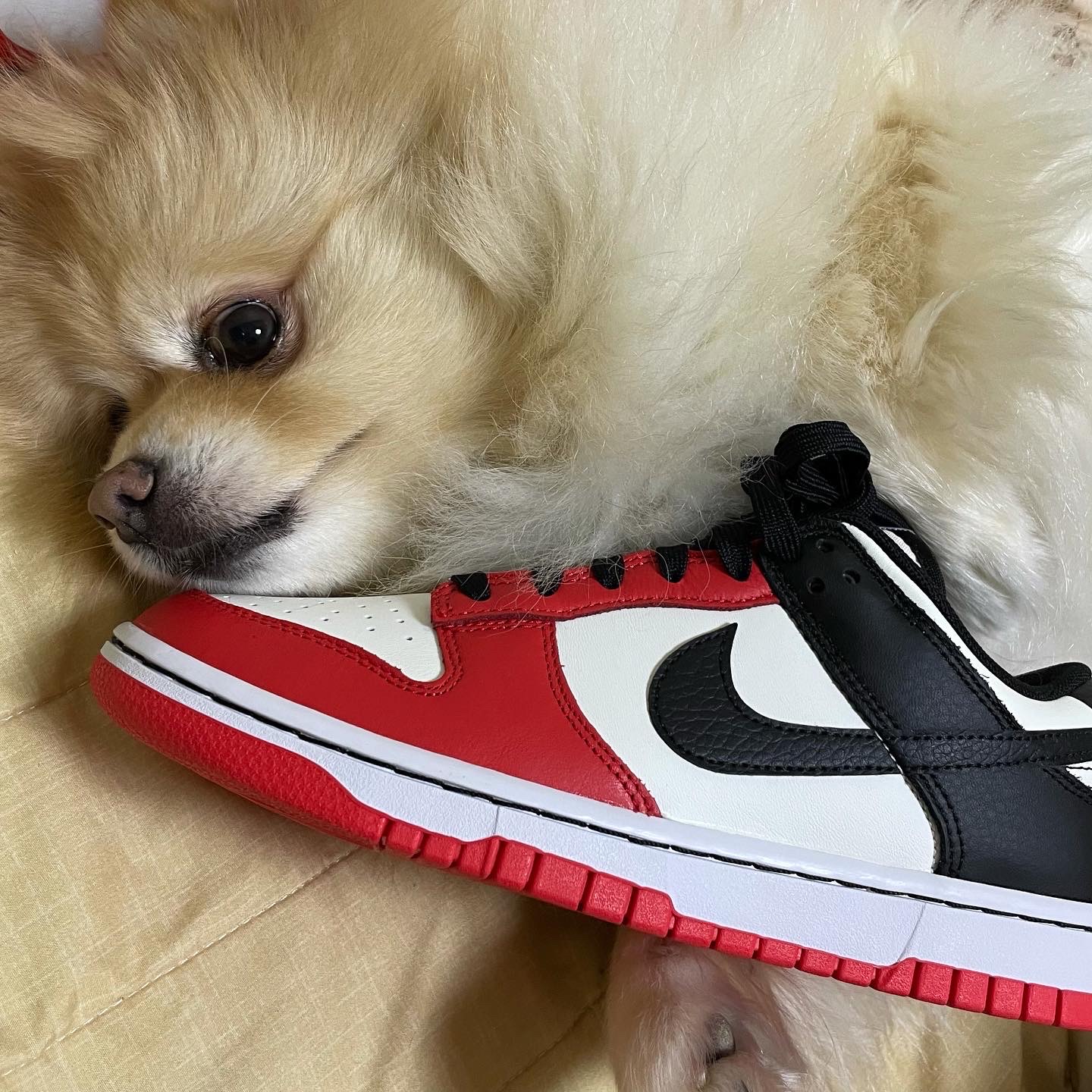 Nike x NBA Dunk Low Retro EMB Black and Chile Red 착용 스타일 - 1