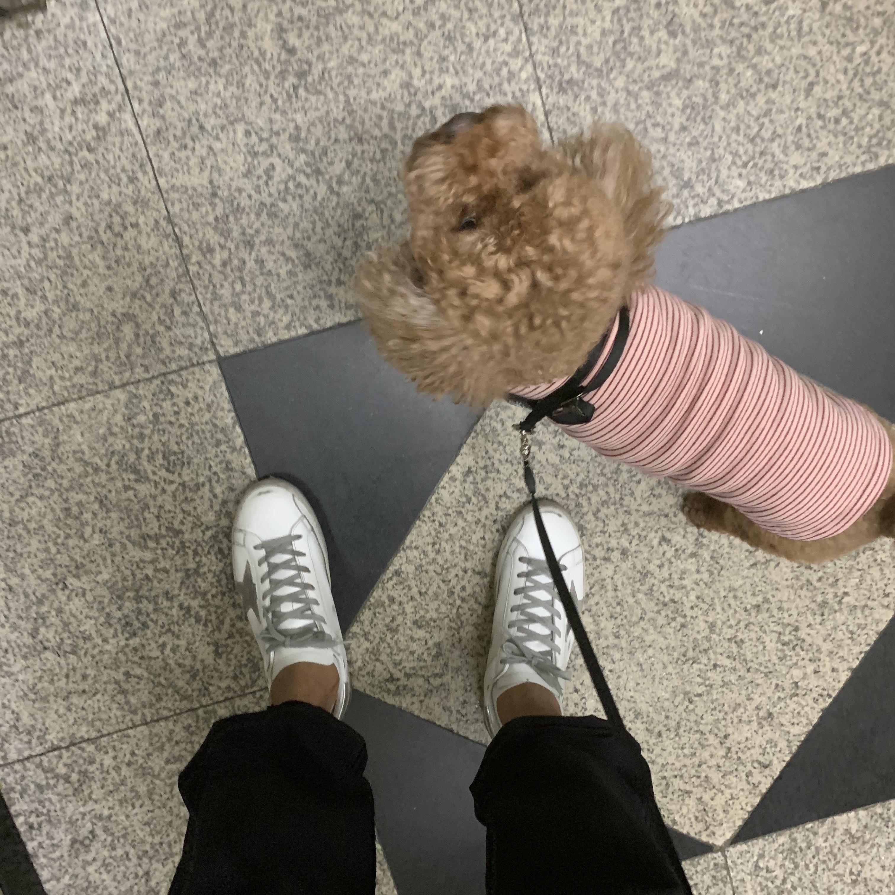 Golden Goose Superstar White Silver Heel Tab Sneakers 착용 스타일 - 3